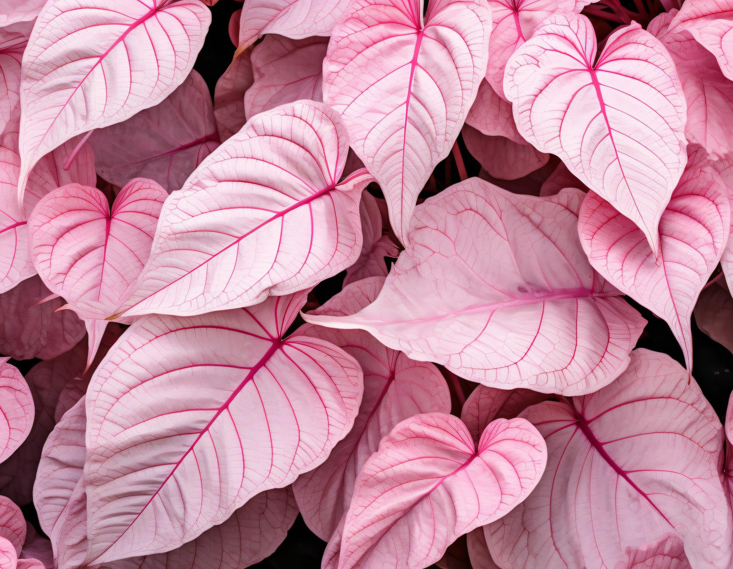 6 Pinky Swear Caladium Bulbs for Planting - Perennial Hosta, Elephant Ears, Fancy (6 Bulbs)