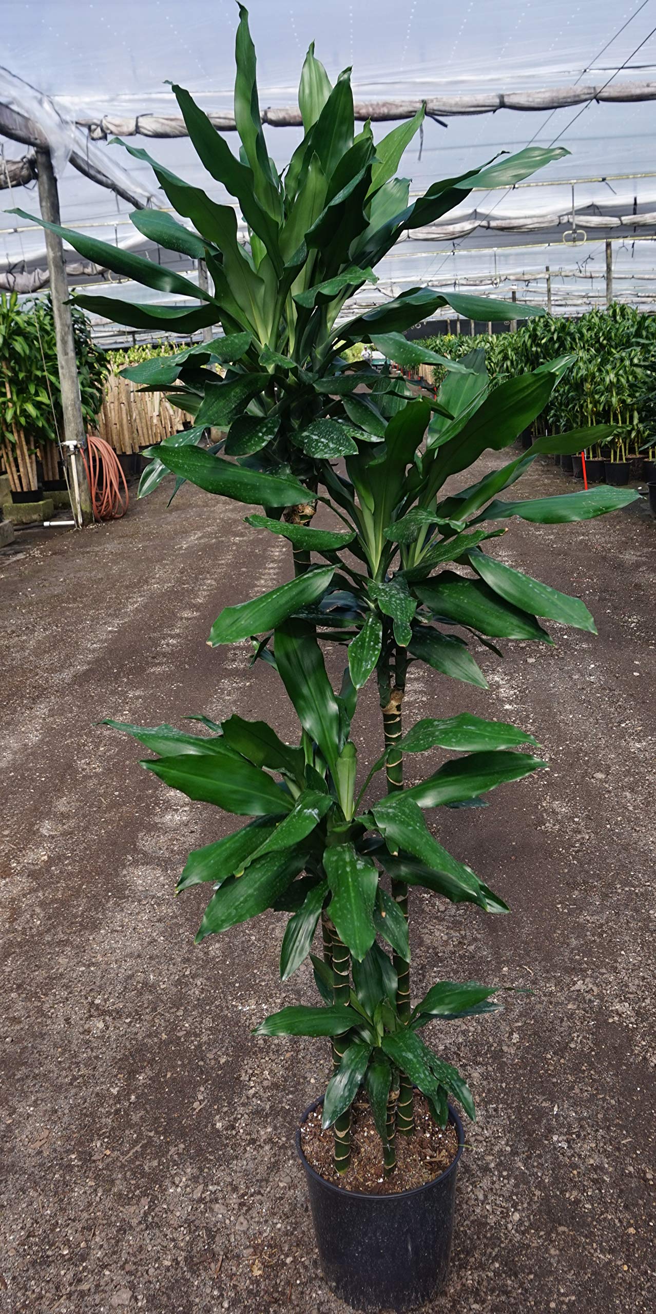 Dracaena Janet Craig Cane - Live Plant in a 10 Inch Pot - Dracaena Deremensis - Easy Care Low Maintenance Houseplant