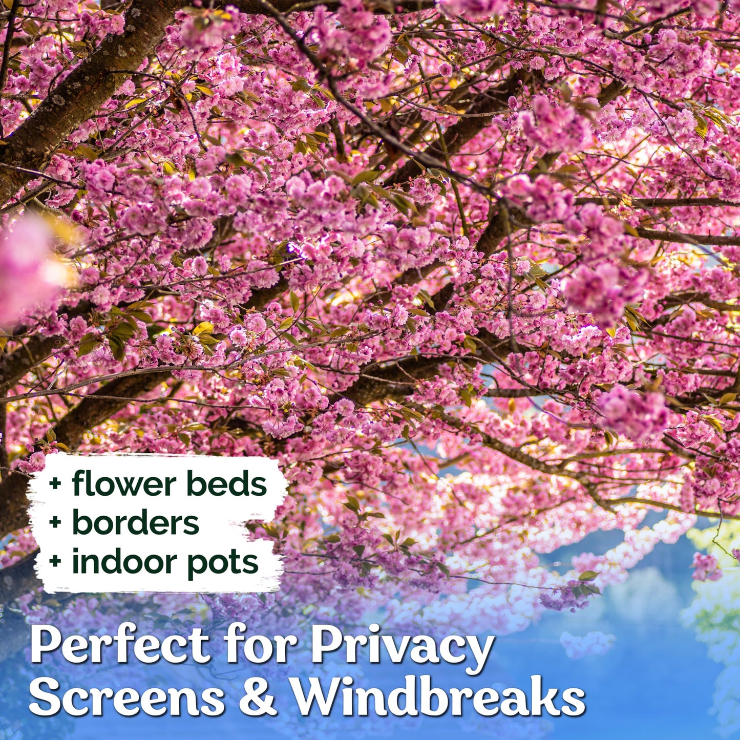 KVITER 30 Weeping Cherry Sakura Tree Seeds for Planting (Prunus Subhirtella) – Pink Japanese Cherry Blossom Tree, Higan/Rosebud/Spring Cherry Seeds – Flowering Trees for Home, Patio & Outdoor Garden