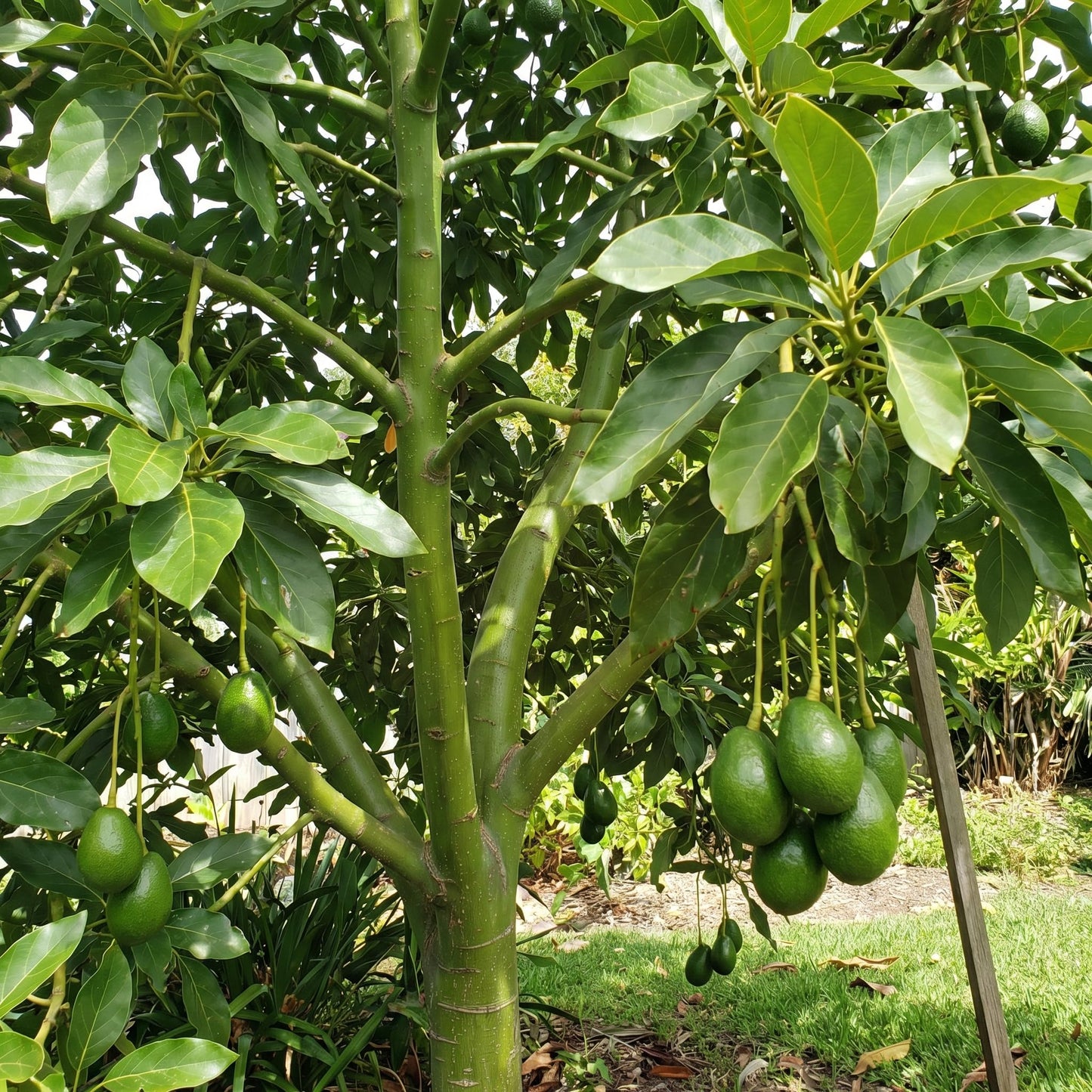 Avocado Tree Live 1-2 Ft Tall in 3 Gallon Pot, Grafted Avocado Tree for Outdoor Garden or Patio Planting, High Yield, Ready to Bear Fruits, No CA (Smooth Green Avocado)