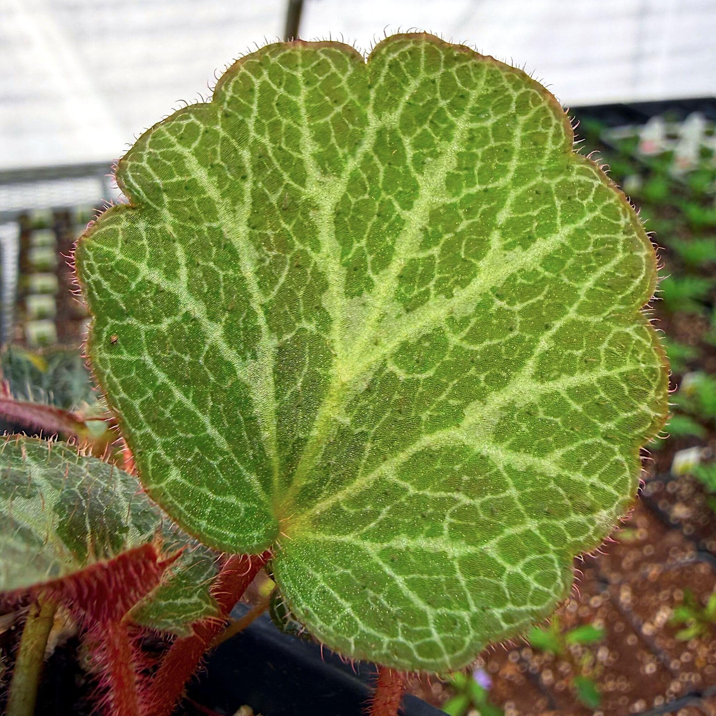 Saxifraga stolonifera, Strawberry Begonia Live Plant, Strawberry Geranium, Creeping Saxifrage, Creeping Rockfoil, Mother of Thousands, Ground Cover with Runners, Container Size: 3" (2.6x3.5)