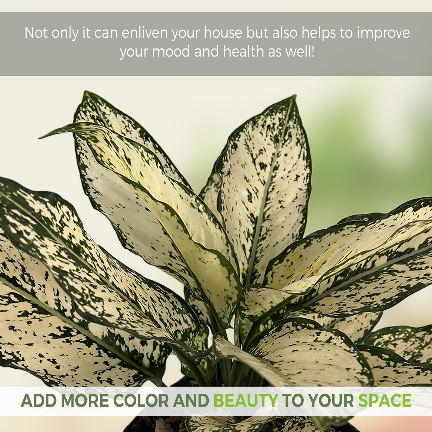LEAL PLANTS ECUADOR Aglaonema Osaka|Chinese Evergreen | Low Maintenance Indoor Plant | Air-Purifying Evergreen Décor | Live Houseplant for Home & Office | Tropical Plants