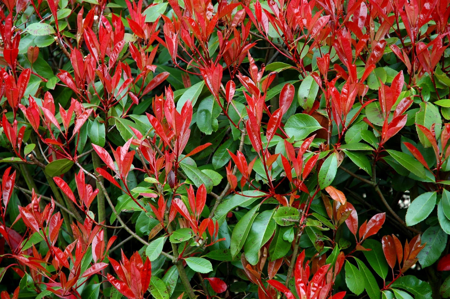 Photinia Red Tip - 3 Live Plants - Photinia x Fraseri - Evergreen Landscape Shrub