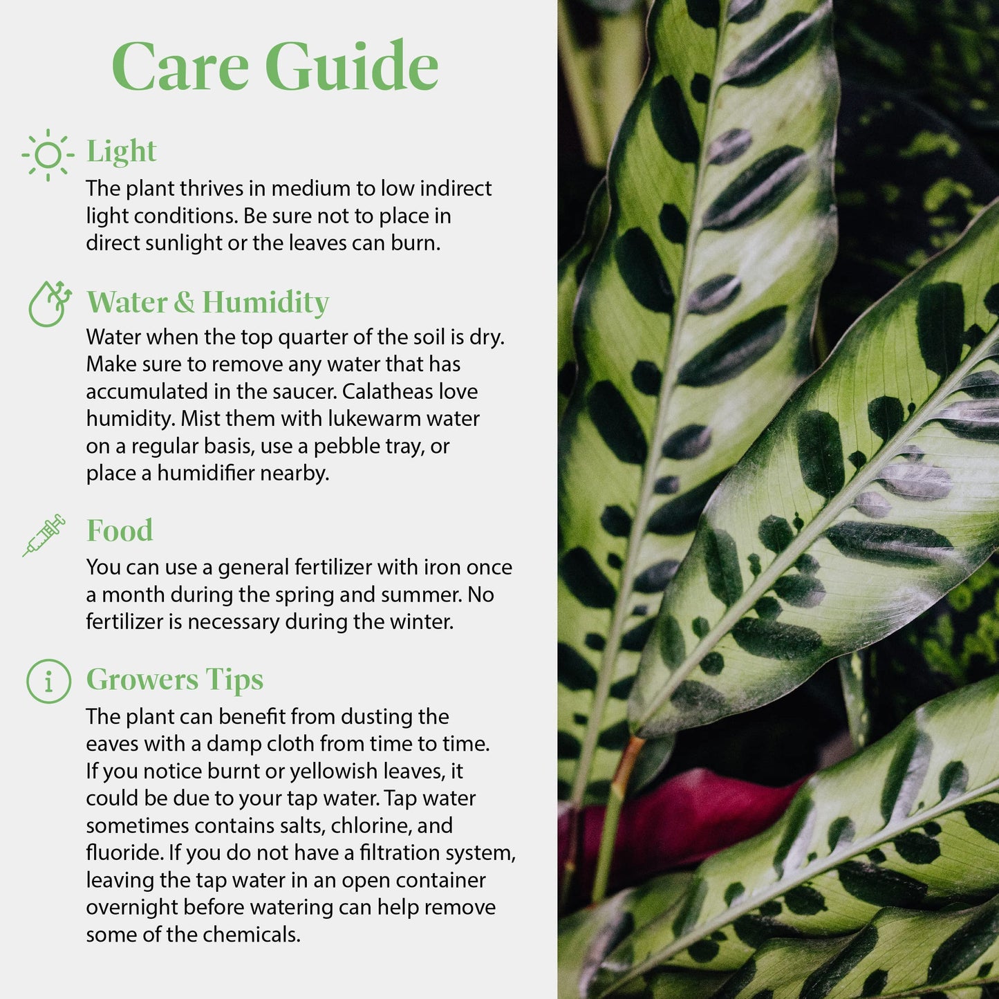American Plant Exchange Calathea Rattlesnake – 6-Inch with Pot Cover – Live Pet-Friendly Indoor Houseplant with Wavy Green Leaves for Low-Light Homes, Offices, Bedrooms & Shelf Décor