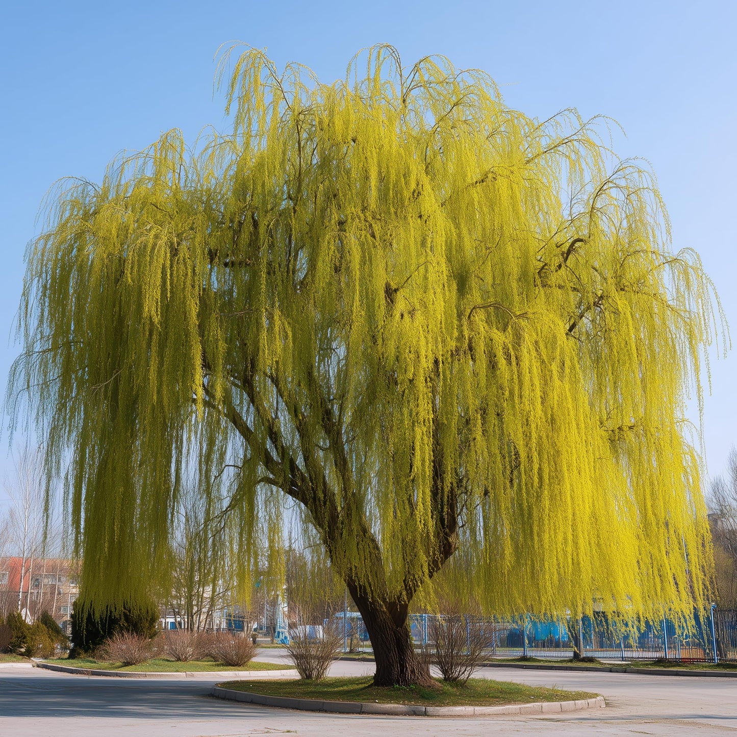2 Weeping Willow Trees - 24-36" Tall Live Plants - Fast Growing Shade Trees - Salix Babylonica - (2 Pack)