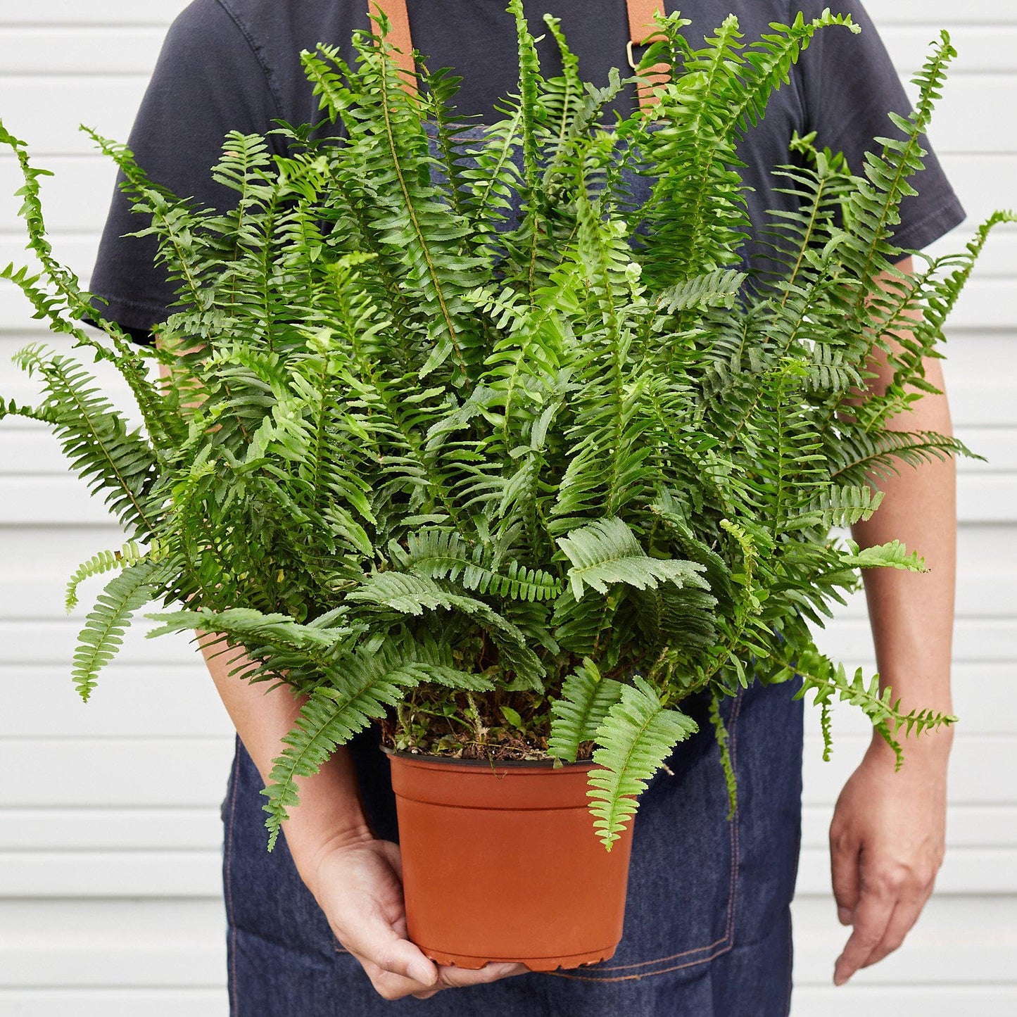 Jester's Crown Fern | Live Plant for Indoor & Outdoor | for Living Room, Office, Bathroom | (6" Pot)