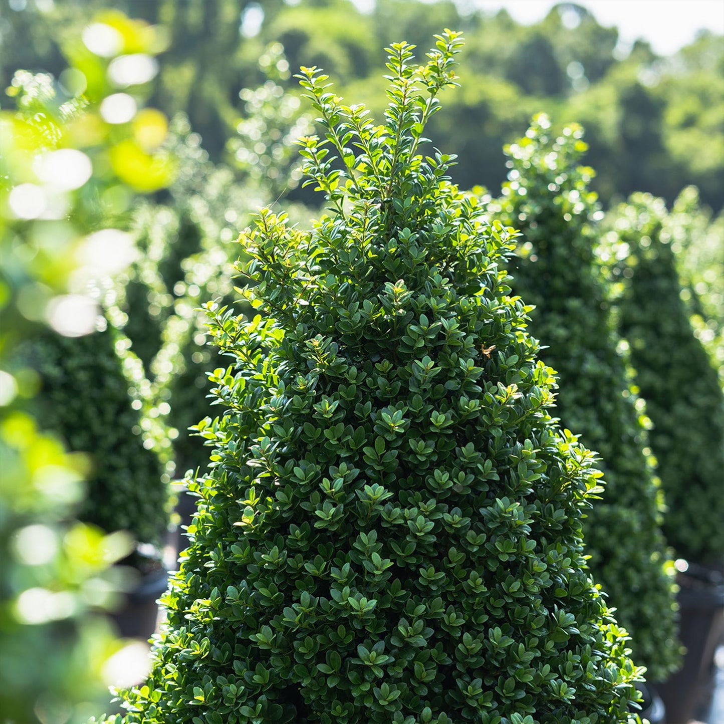 Perfect Plants Steeds Holly Bush 1 Gallon | Tall Evergreen Shrub in Growers Pot for Privacy Shield or Landscape Interest.