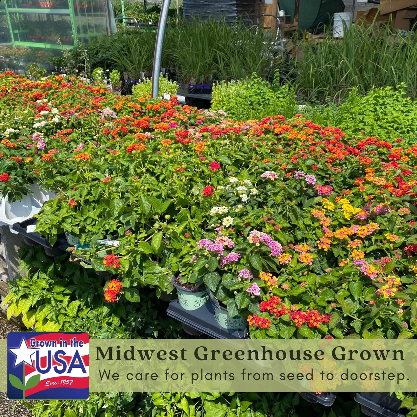 Clovers Garden Lantana Camara Flowers – Two (2) Live Plants Non-GMO Each Plant 4" to 8" Tall – in 4" Inch Pots - Natural Mosquito Garden - Attract Hummingbirds & Butterflies, Assorted Colors