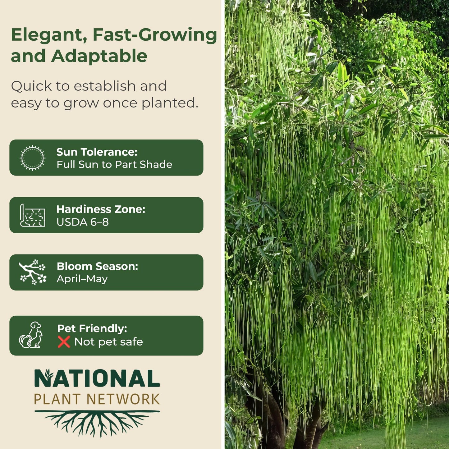 Weeping Willow Live Deciduous Shade Tree w/Graceful Draping Branches Grow Up to 50 ft in 3 Gal Grower Pot – Outdoor Landscape Tree for Yards & Gardens, Full Sun to Part Shade, Zones 6–8, 1-Pack