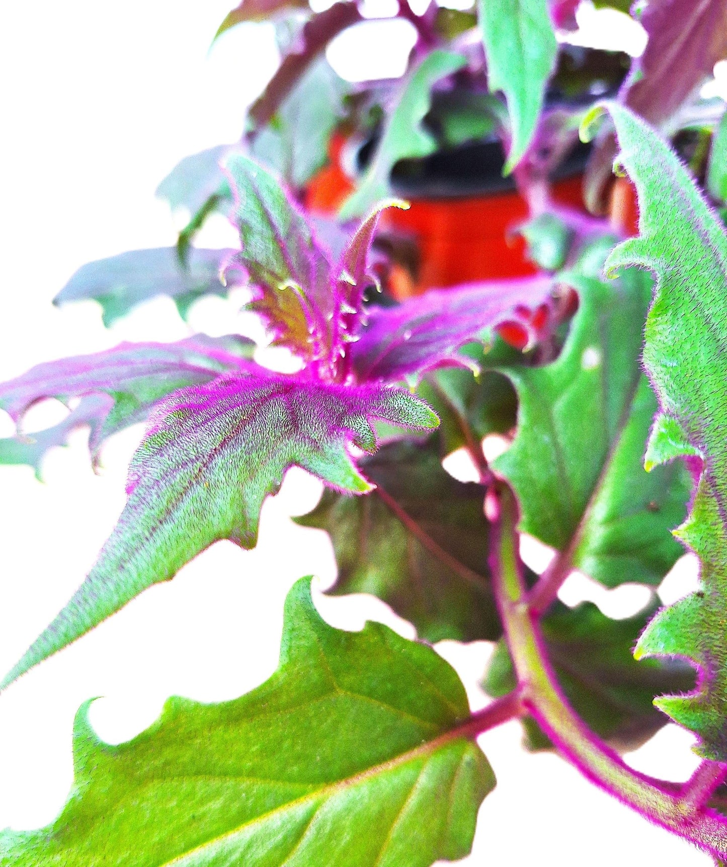 Gynura aurantiaca Exotic Purple Passion 4-6 inch Rooted Plant