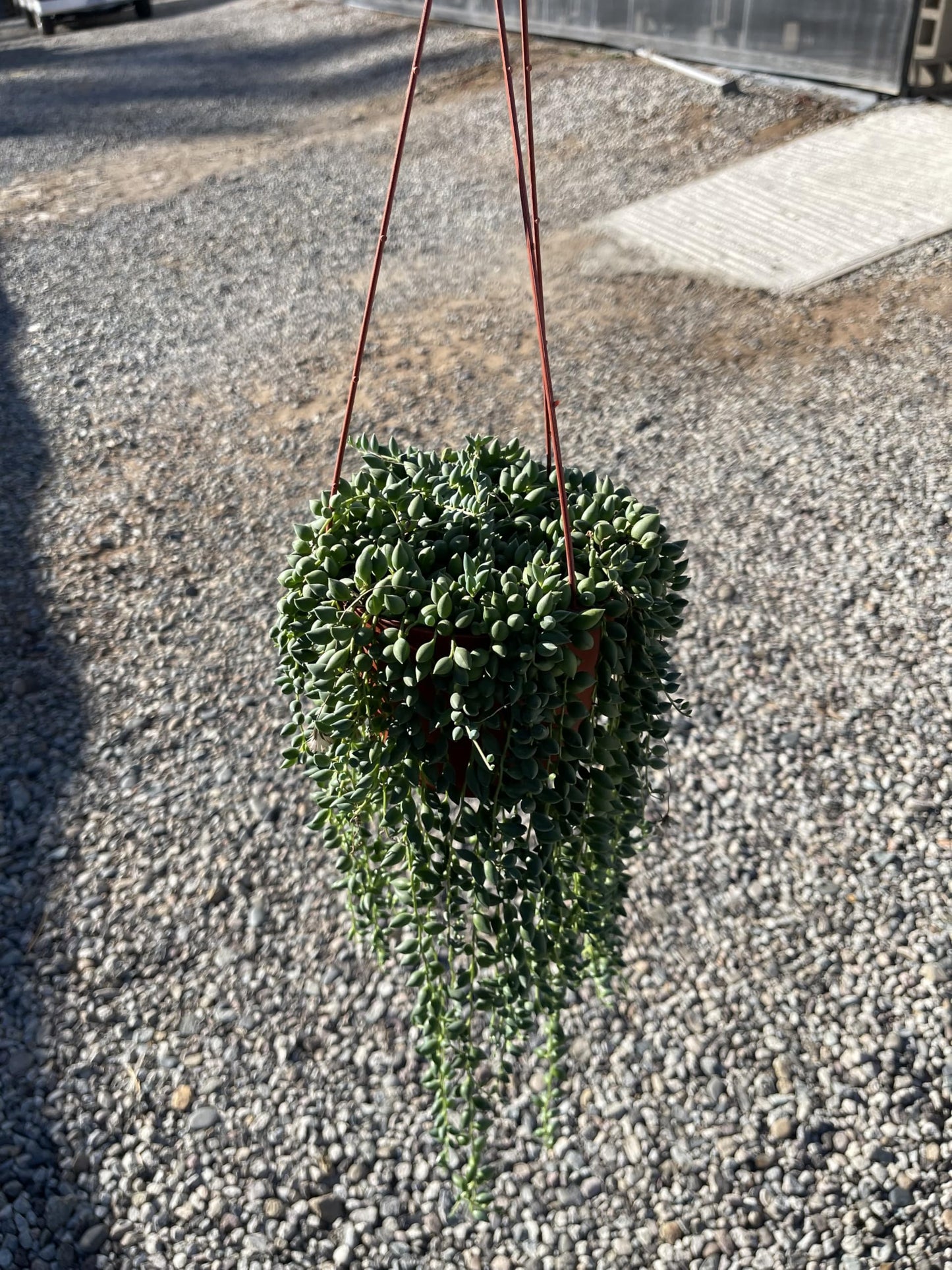 Live Succulent 6" String of Raindrop Live Plant Easy to Care for Indoor Hanging Plant Sculpture Succulent Plants Fully Rooted, House Plant for Home Office