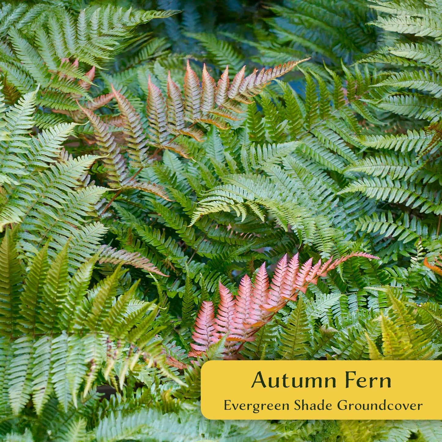 2 Autumn Fern – Evergreen Perennial Shade Fern with Arching Coppery Fronds for Woodland Shade Borders & Containers (Dryopteris erythrosora ‘Autumn’) in 3.5” Cubes, Live Plants