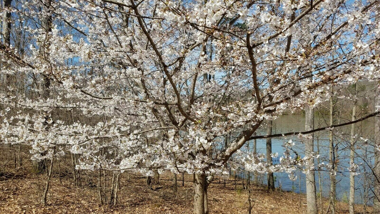 8 Cuttings of Stella Red Sweet Cherry Trees, Unrooted Fruit Tree Cuttings - Plant Live