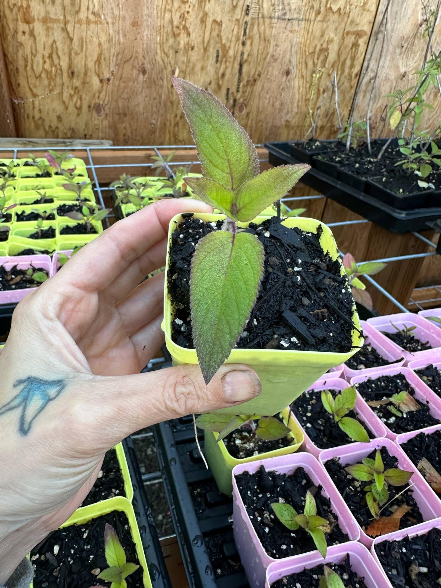 Live Pineapple Sage Plant, Bubblegum Scented Herb, 3-Inch Pot, Full Sun Additional Items are Half Price Shipping