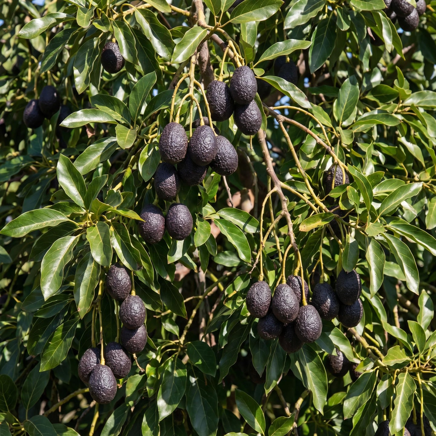 Avocado Tree Live 1-2 Ft Tall in 3 Gallon Pot, Grafted Avocado Tree for Outdoor Garden or Patio Planting, High Yield, Ready to Bear Fruits, No CA (Black Avocado)