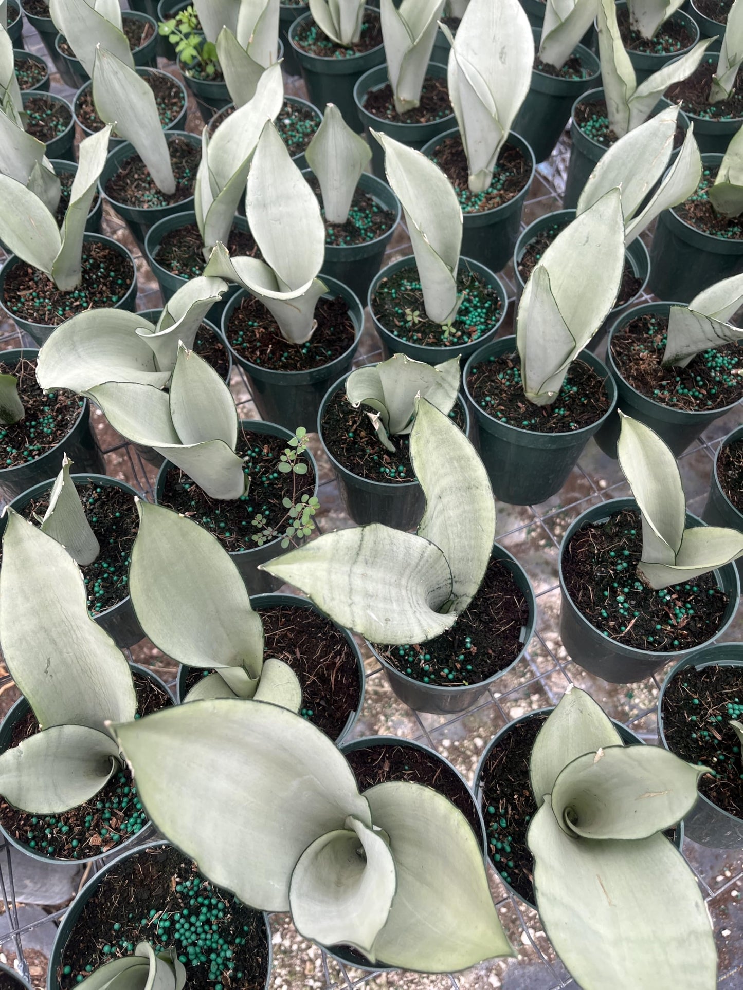 Moonshine Snake Plant – Sansevieria Moonshine – Rare Silvery Foliage – Easy Care Air Purifying Plant – Live Plant in 4” Pots
