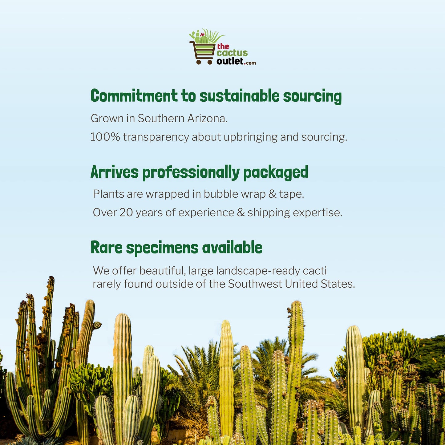 Cactus Outlet - Ferocactus Gracilis - Barrel Cactus - Live Cactus Plants - Barrel Cactus Plants Live - Landscape Ready Barrel Cactus Plants Live Delivered Right to Your Door - Live Plants Outdoor