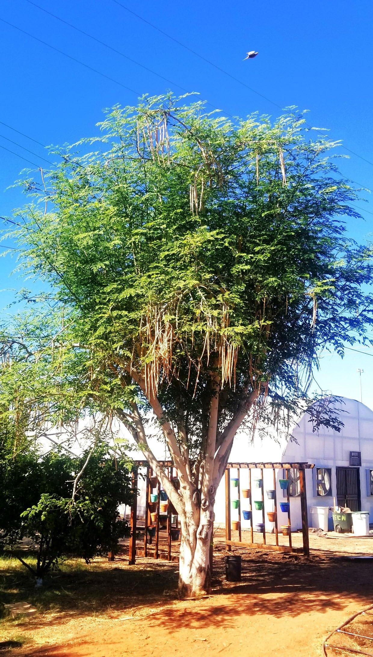 TomorrowSeeds - Moringa (Drumstrick Tree) Seeds - 30+ Count - For 2026 Planting Moringa Oleifera Drumstick Horseradish Edible Pods Flowers Malunggay Indian Perennial Tree Grow Your Own Home Farm Patio