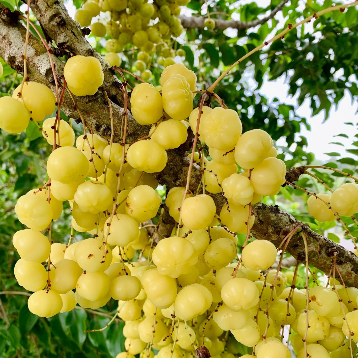 Tropical Grosella Tree Live Plant, Phyllanthus Acidus, Otaheite Gooseberry Fruit Tree, Seed Grown 8-12 Inch, USDA Zones 10-11, Outdoor Growing