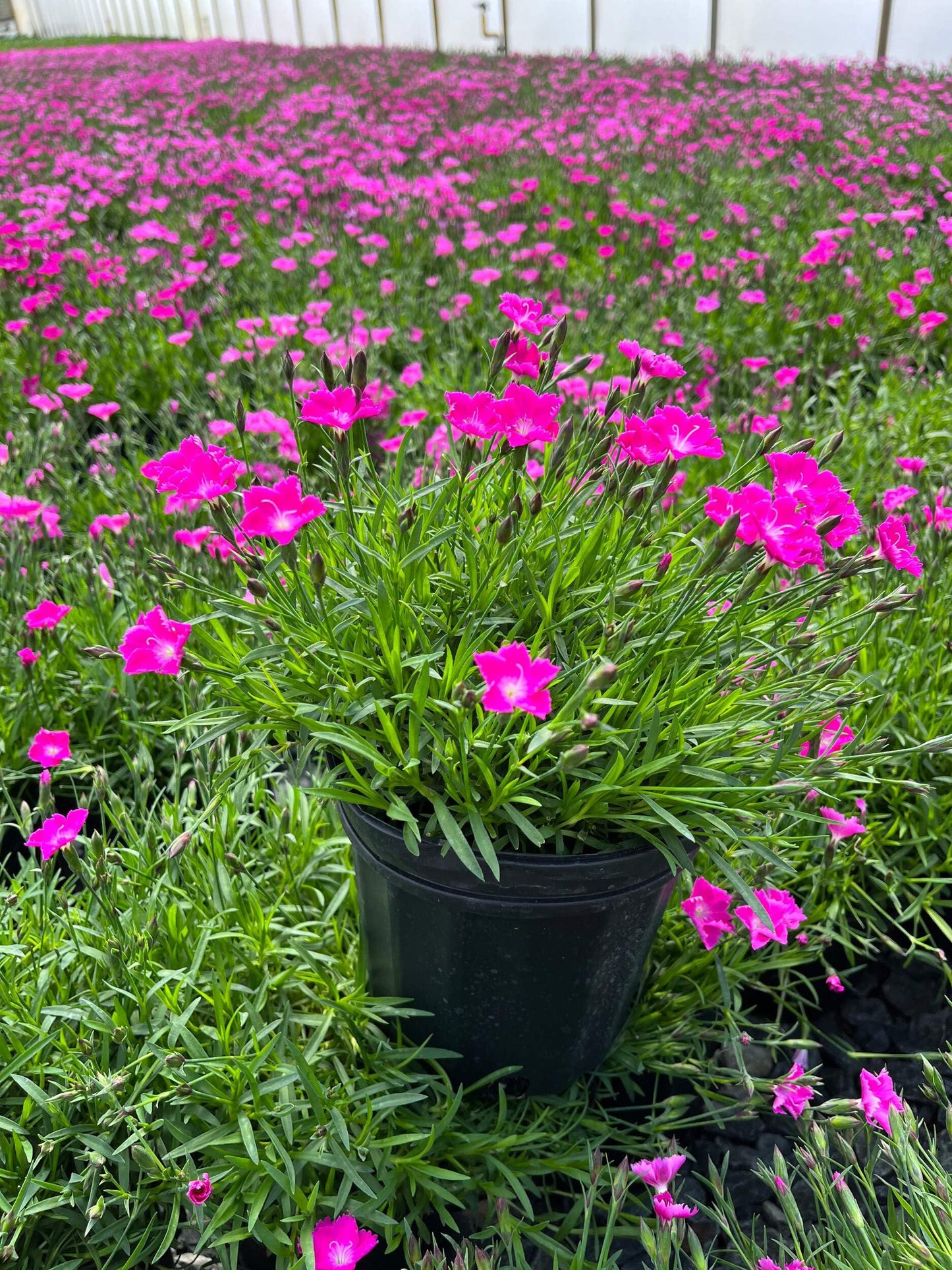 Perennial Farm Marketplace Dianthus x Kahori (Garden Pinks) Perennial Size-#1 Container, Dark Fuschia Flowers