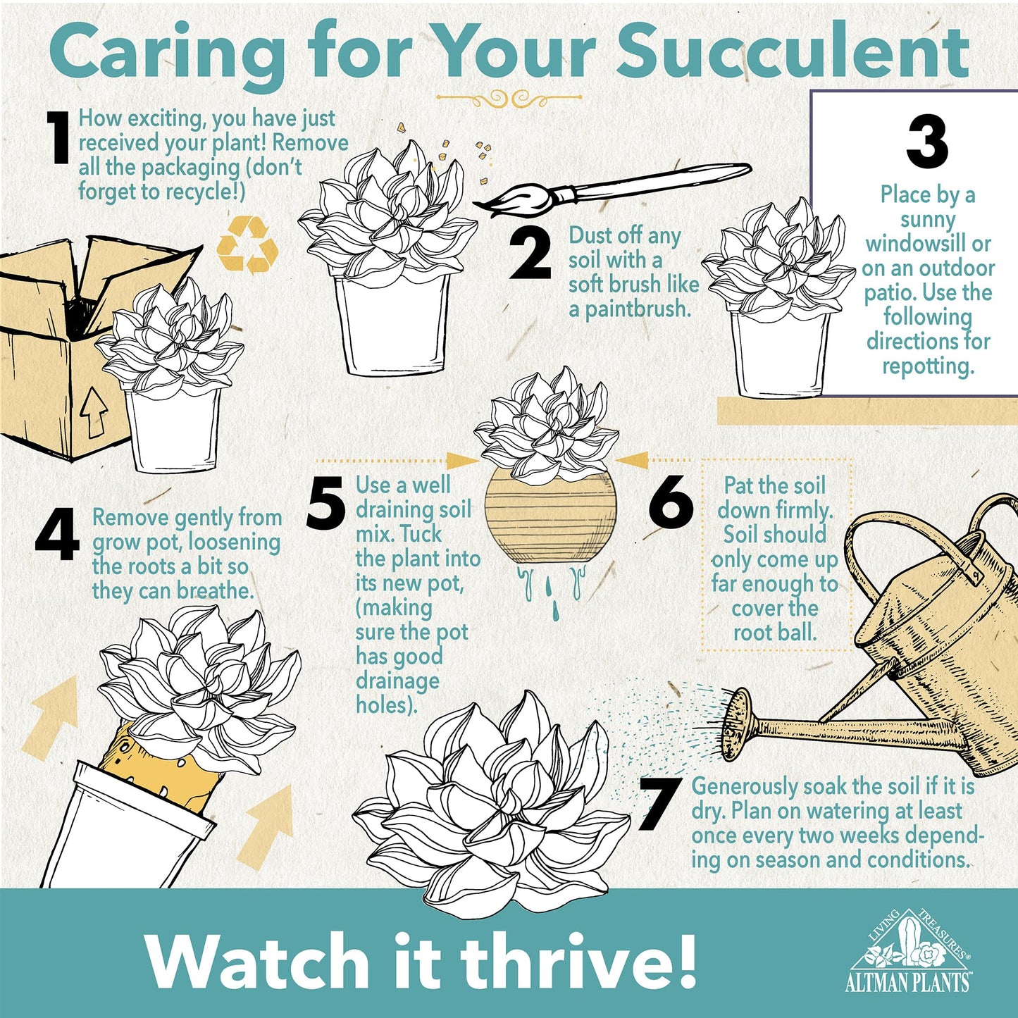 Live String of Pearls Succulent Plant Decor Hanging Basket, Real Succulents & Houseplants for Home or Office, Senecio Rowleyanus, Unique House Plants
