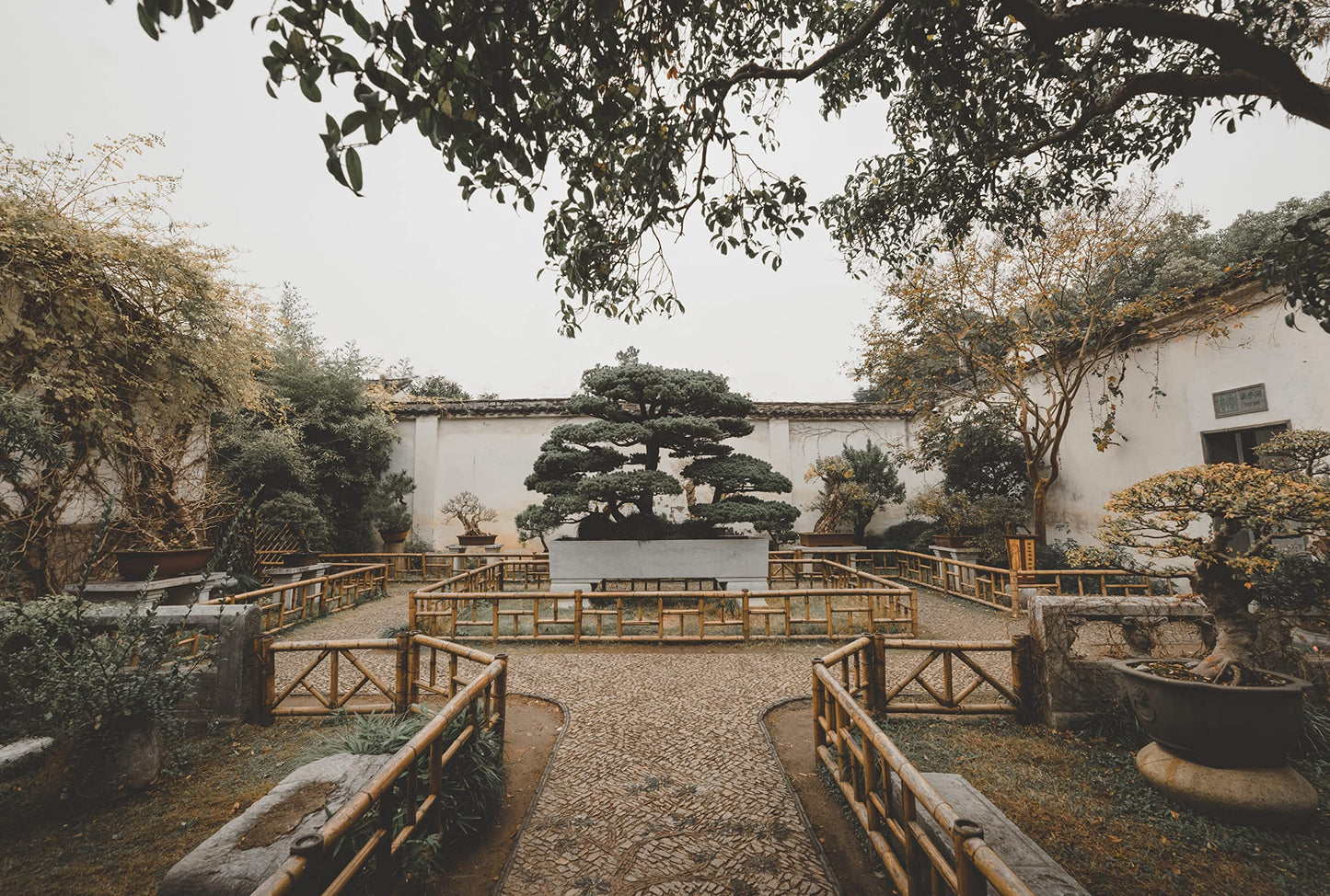 Bonsai Tree Bundle | Collection of 5 Live Tree Seedlings | The Jonsteen Company