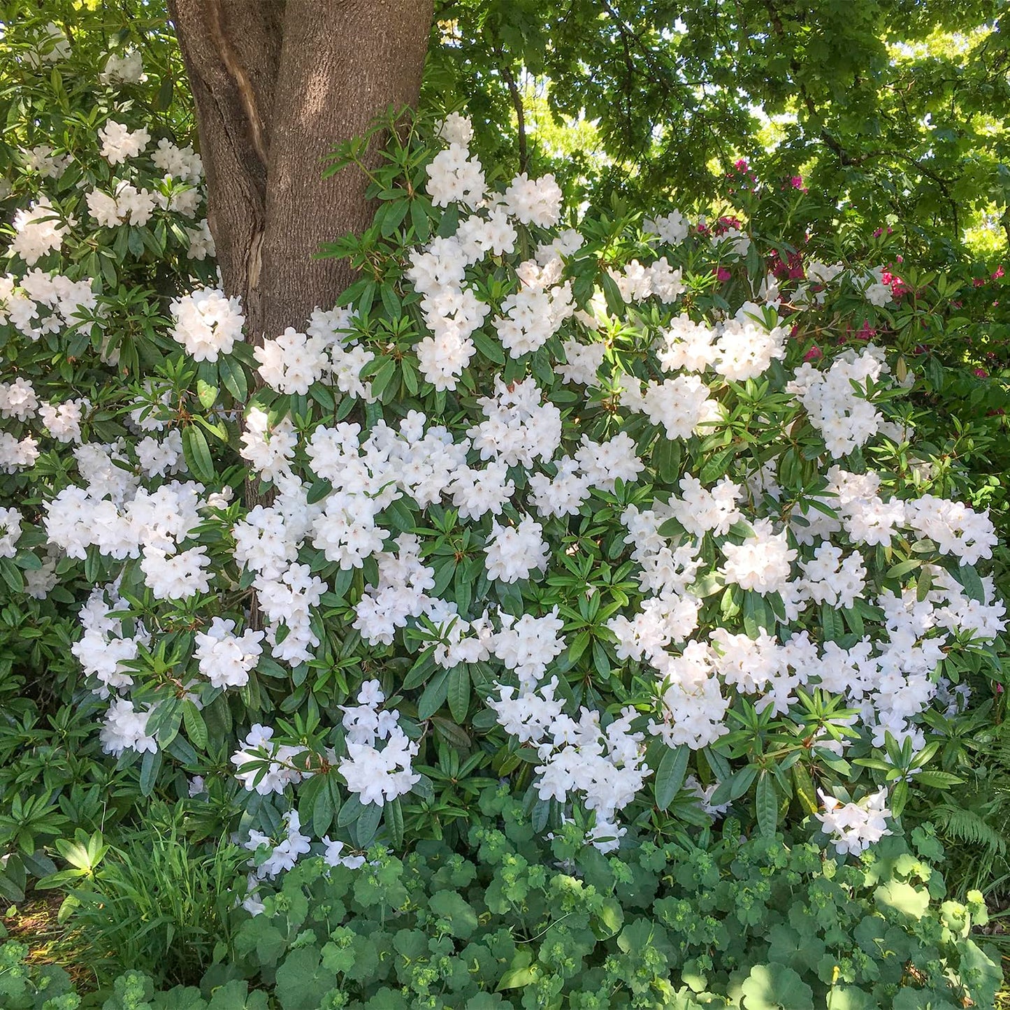 GARDENS ALIVE! - Chinoides White Flowering Rhododendron Broadleaf Evergreen Starter Shrub, One Plant per Offer
