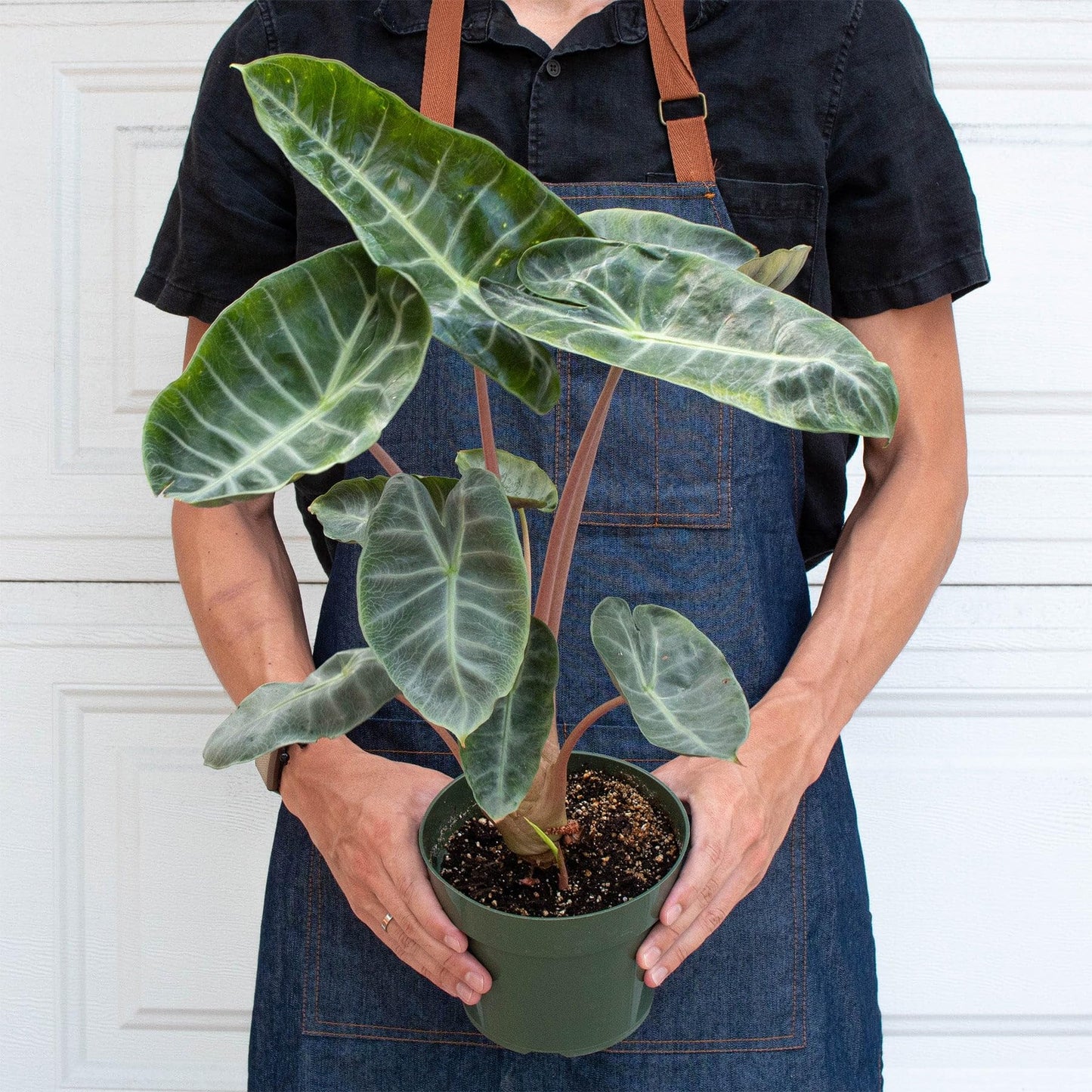 Alocasia Pink Dragon | Live Plant for Indoor & Outdoor | for Living Room, Office, Bathroom | (6" Pot)