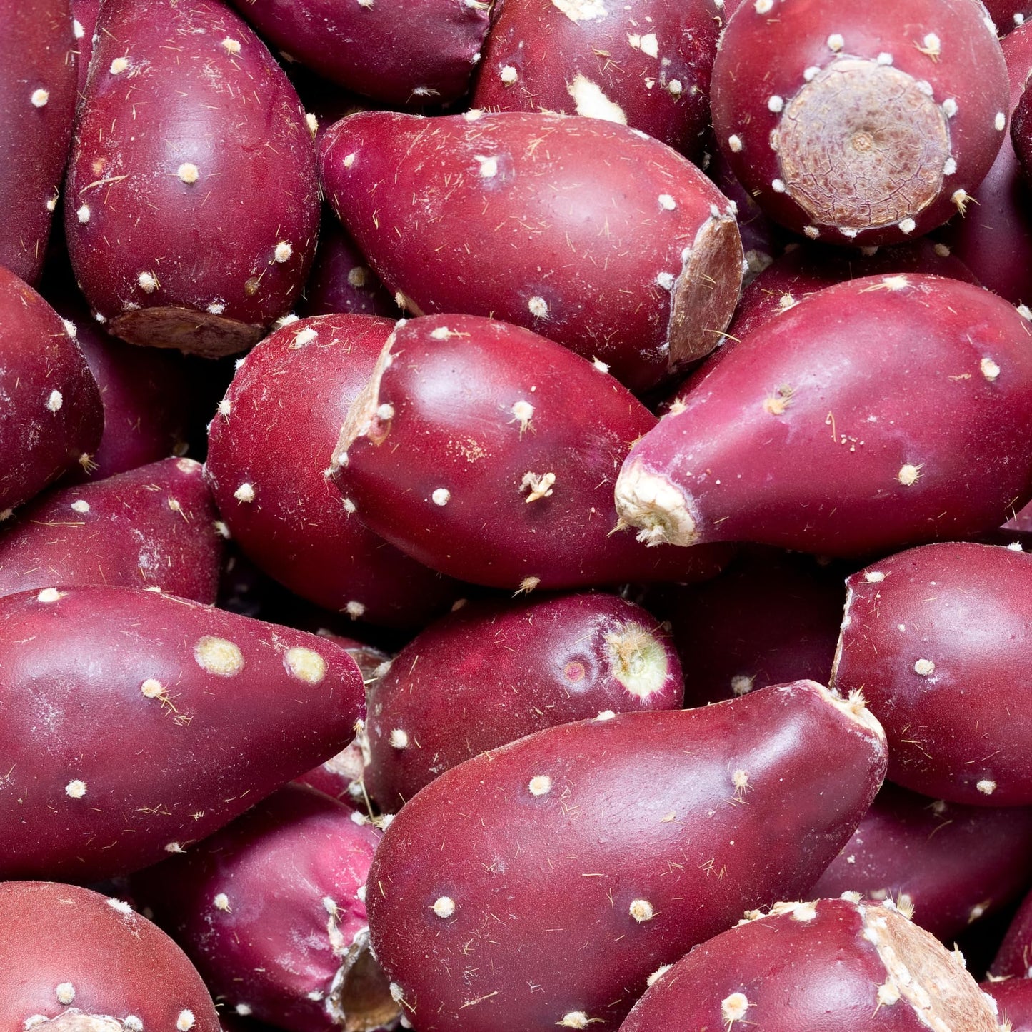 Live Purple Prickly Pear Cactus Plant for Planting, 8 Months Old, 4 to 6 Inch Potted Cactus Plant, Hardy Succulent for Home or Garden