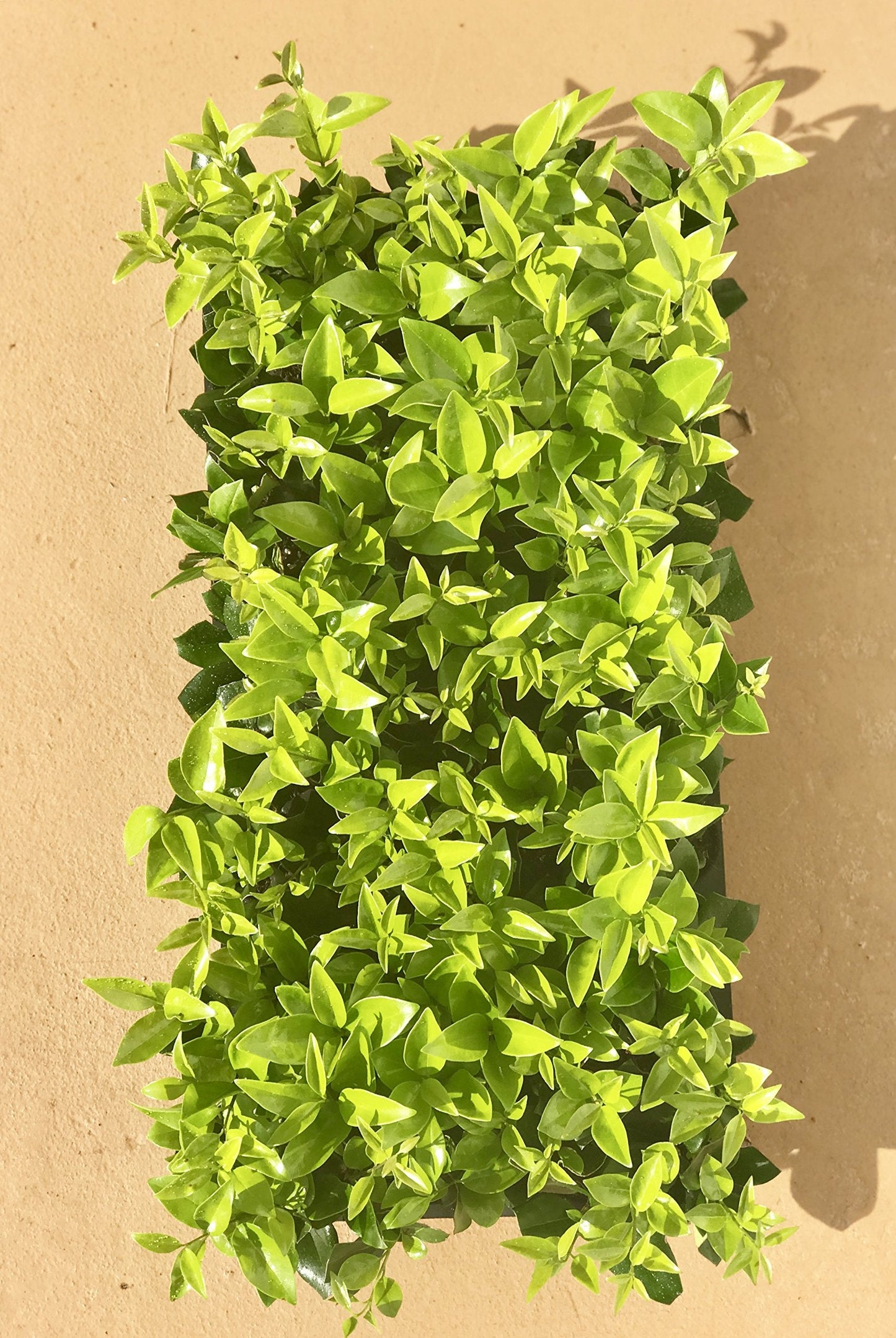 Ligustrum Waxleaf Privet - 15 Live Plants - Evergreen Privacy Hedge