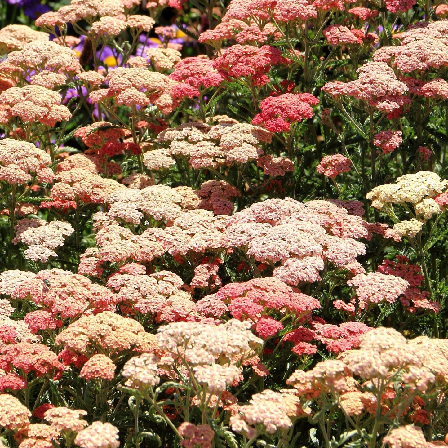 Clovers Garden Yarrow Summer Pastels (Achillea) Plant Plants – Two (2) Live Plants – Non-GMO - Not Seeds - Each 4" to 8" Tall – in 4" Inch Pots – Hardy Flowering Perennial, Pollinator Favorite