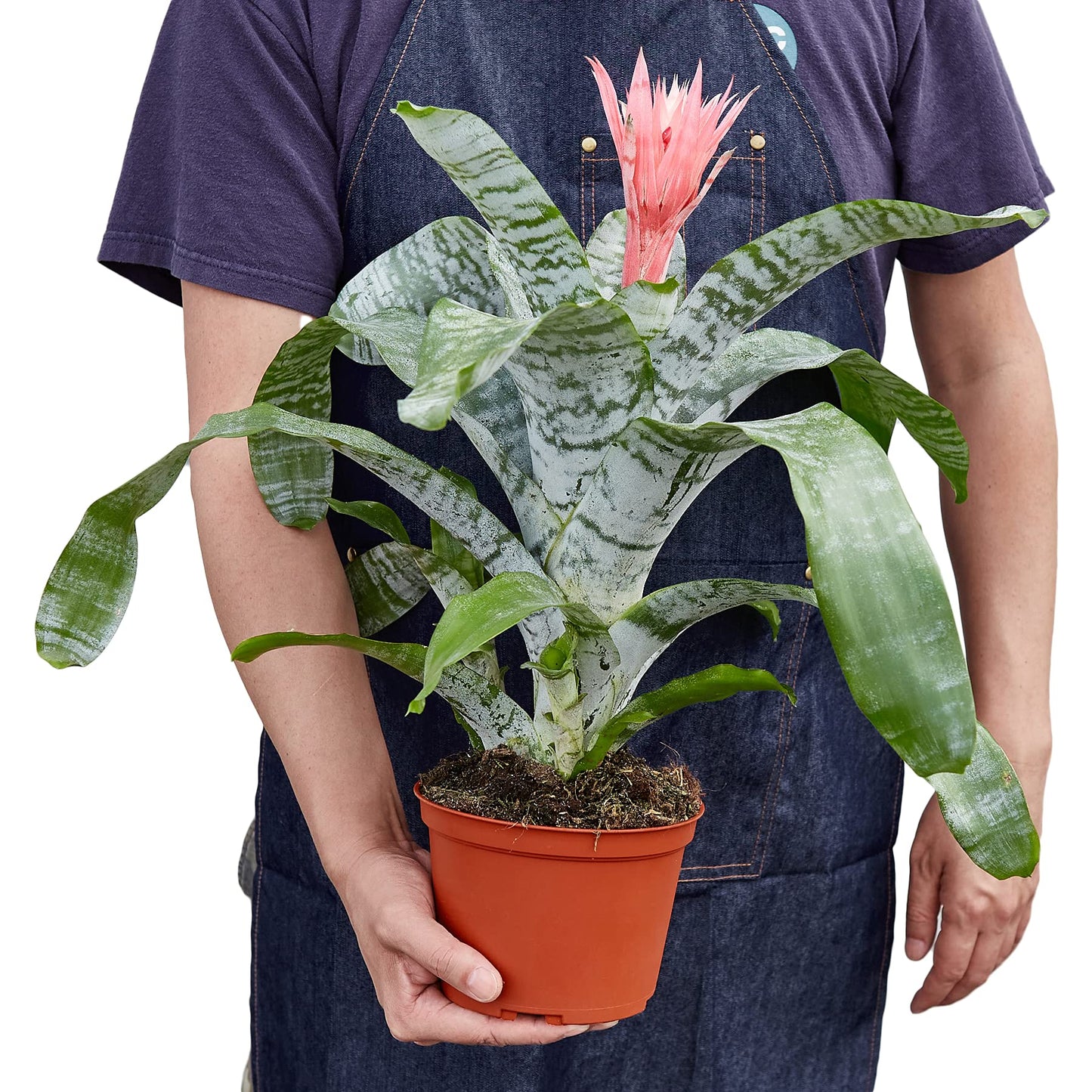 House Plant Shop | Bromeliad 'Silver Vase' - 6" Pot | Live Indoor Plant | Easy to Care | Natural Décor Plant | Great Gifts| Free Care Guide