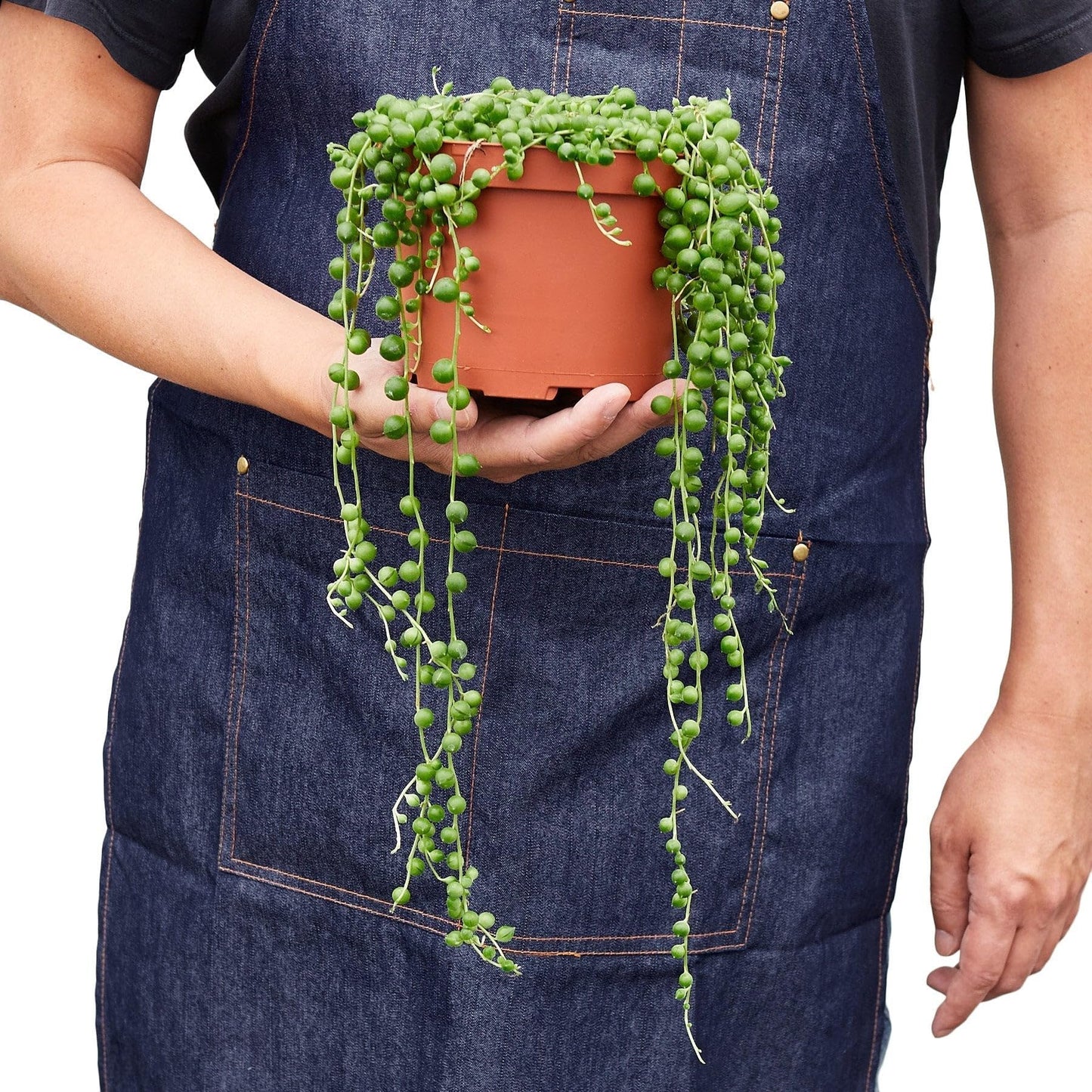 Succulent 'String of Pearls' | Live Plant for Indoor & Outdoor | for Living Room, Office, Bathroom | (4" Pot)