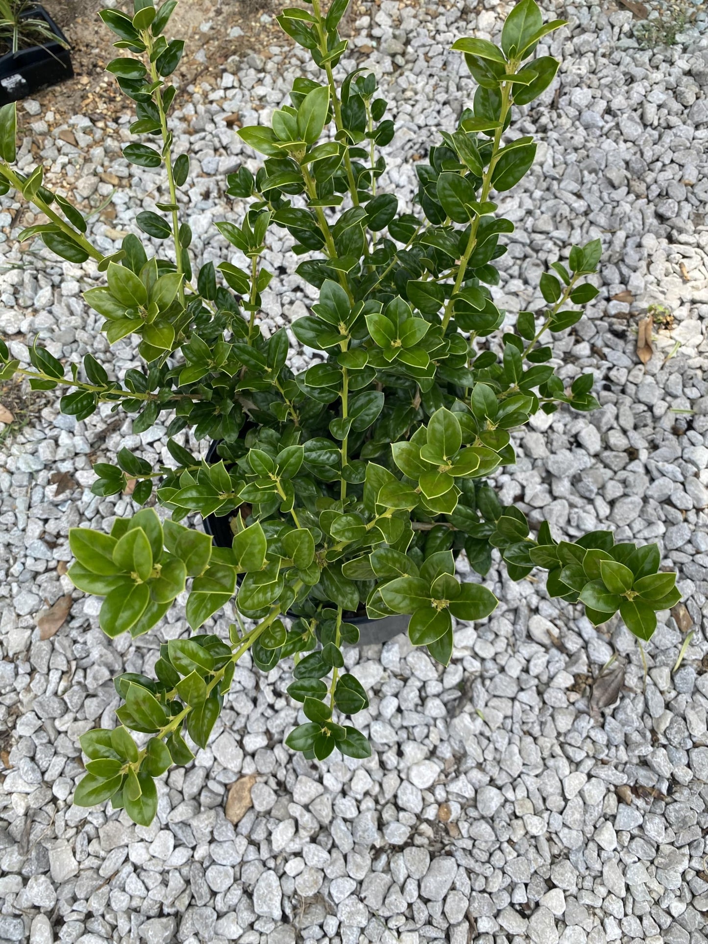 Dwarf Burford Holly Shrub, Dark Green Evergreen, 3 Gallon, Drought Tolerant, for Garden Landscape