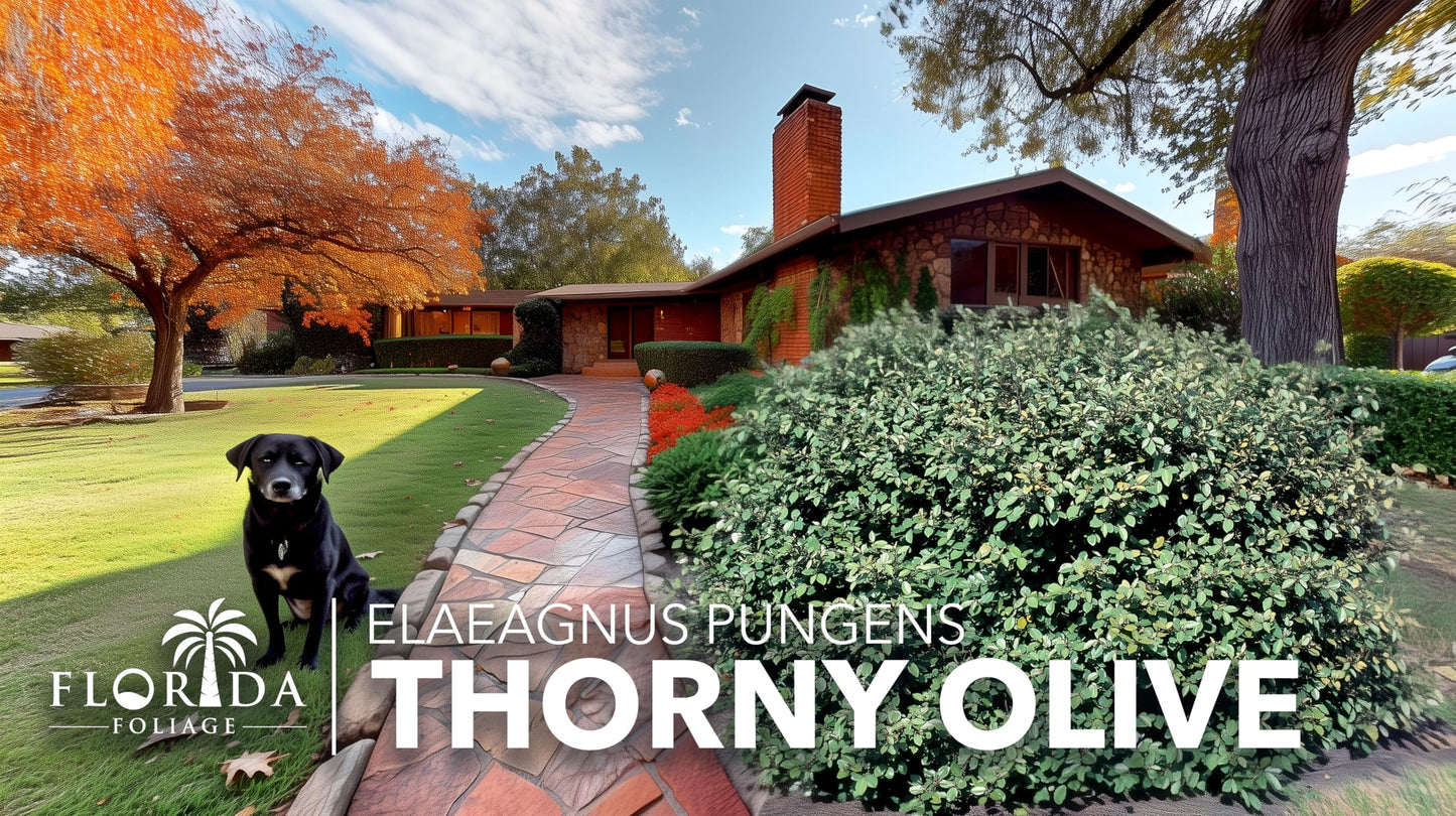 Elaeagnus Pungens I 30 Live Plants I Thorny Olive I Hardy Evergreen Shrub with Fragrant Blooms, Perfect for Hedges, Screening & Ornamental Garden Display