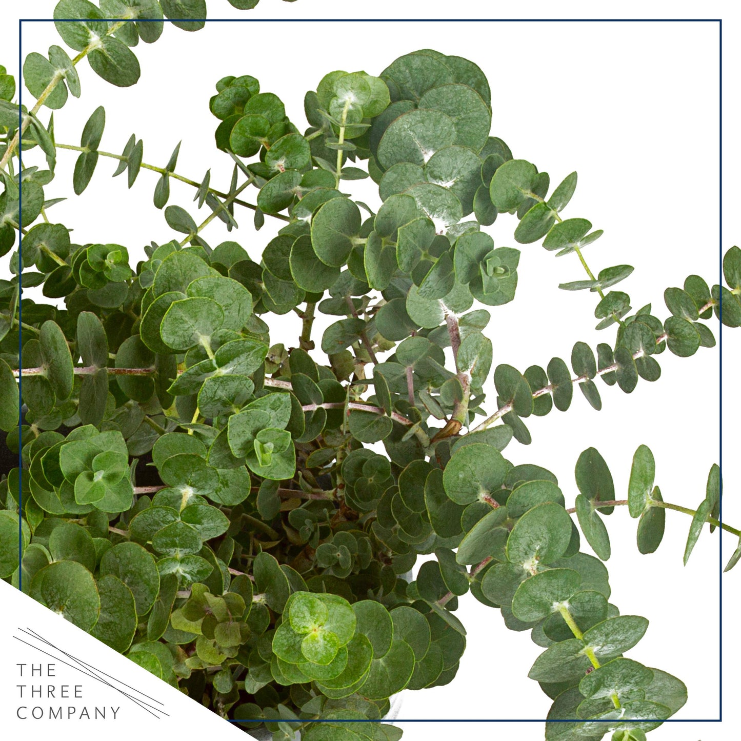 Live Aromatic and Healthy Herb - Eucalyptus, Improves Air Quality, Wrapped in Deco Cover, 14" Tall by 6" Wide in 1.25 Quart Pot