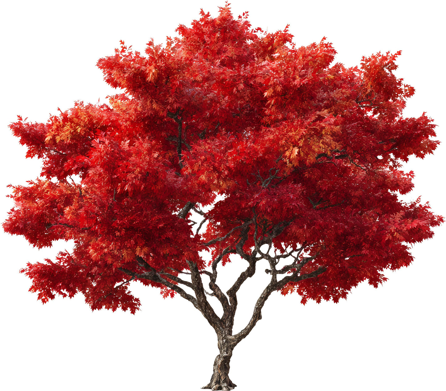 2 Red Maple Trees (Acer rubrum) Live Plants – Brilliant Red Fall Color, Fast-Growing Shade Tree, Ideal for Landscapes & Yards (2 Tree Plants)