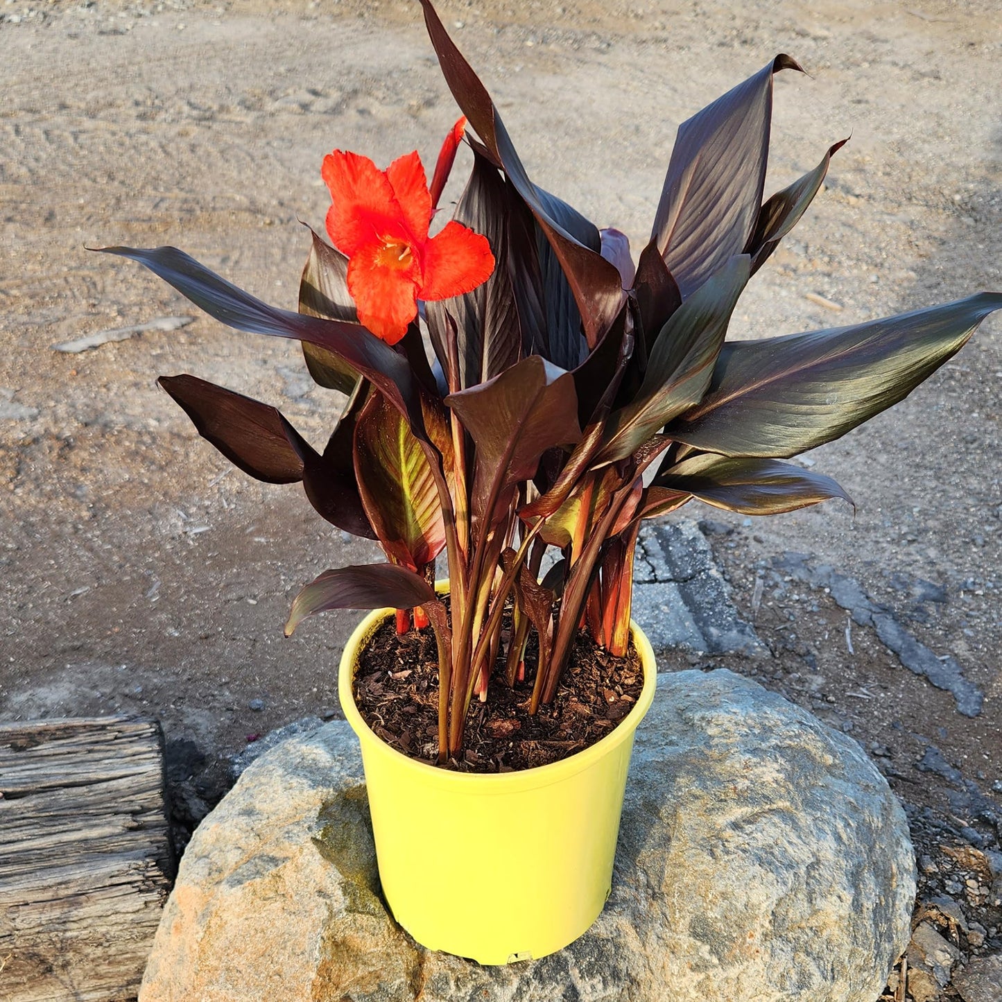 Canna Lily 'Lava Rock', Live Lilies, Garden Perennial Outdoor Plant, Blooms Red Flowers in 4 qt. Grower Pot by Plants for Pets