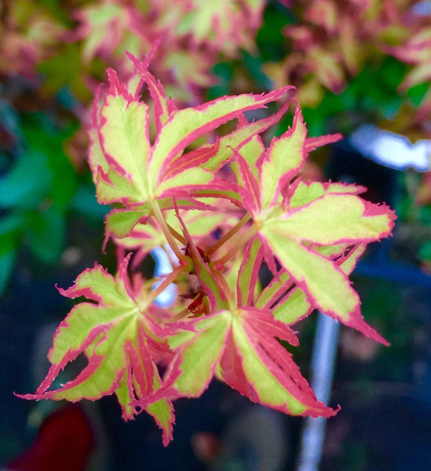 Beni Schichihenge Variegated Japanese Maple 3 - Year Live Plant