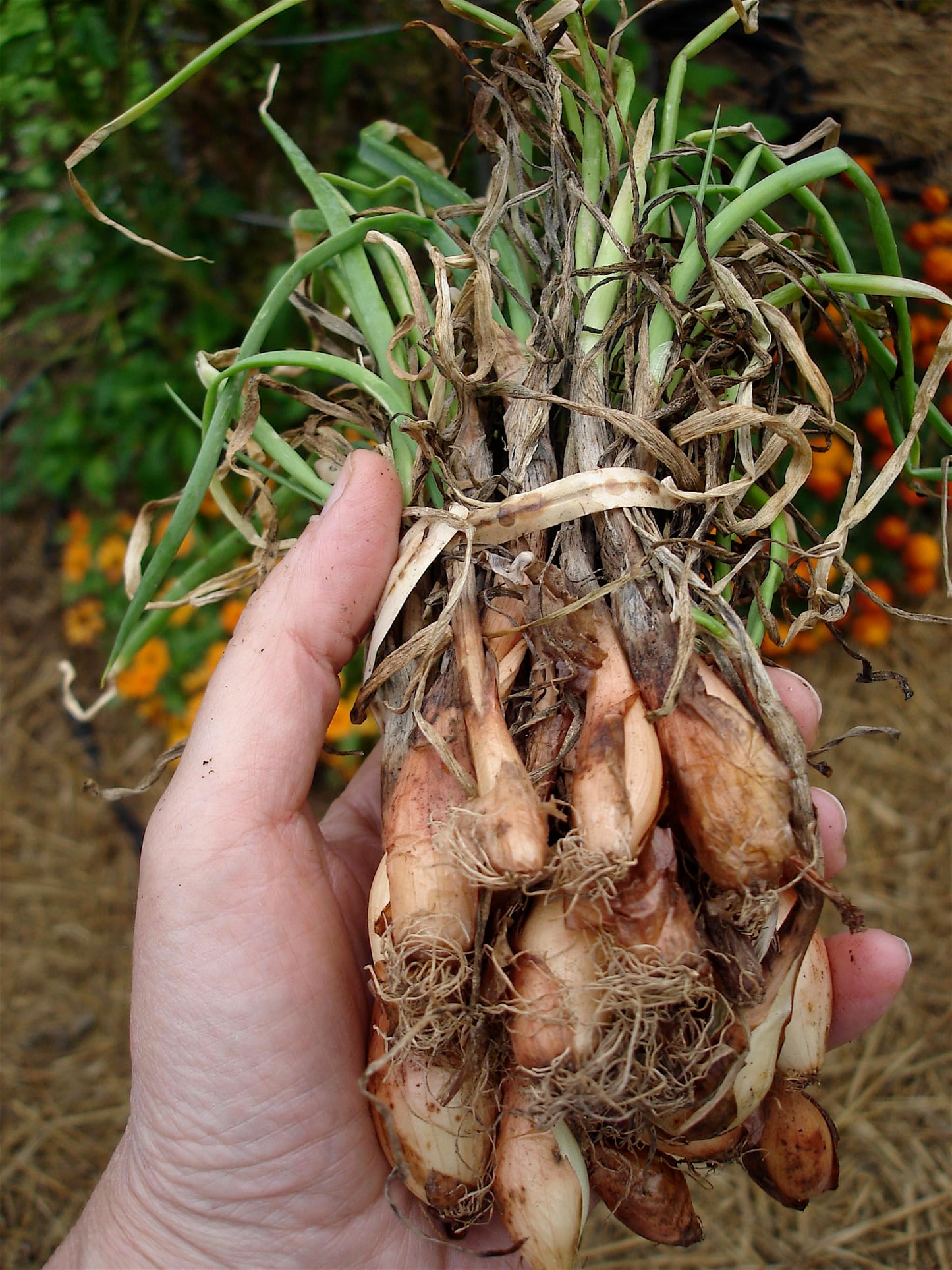 Bonnie Plants 1015Y Onion, Live Plant, Onion Set, Short-Day Onion Ideal for Raised Beds and In-Ground Gardens, 4-Pack
