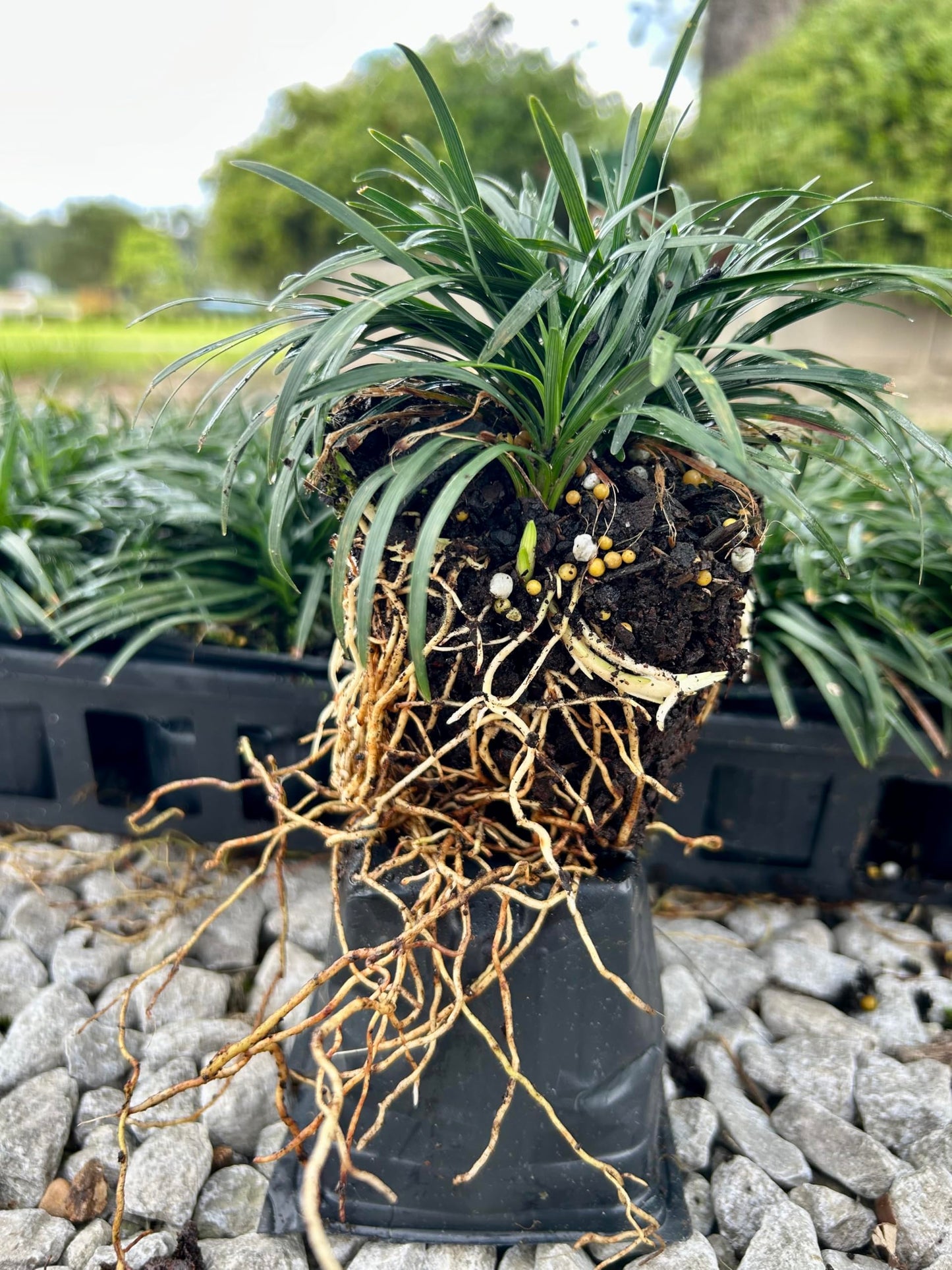 Dwarf Mondo Grass, (Ophiopogon japonicus) 'Nanus', 4-6 Inches Tall 18 Count, 3-inch pots