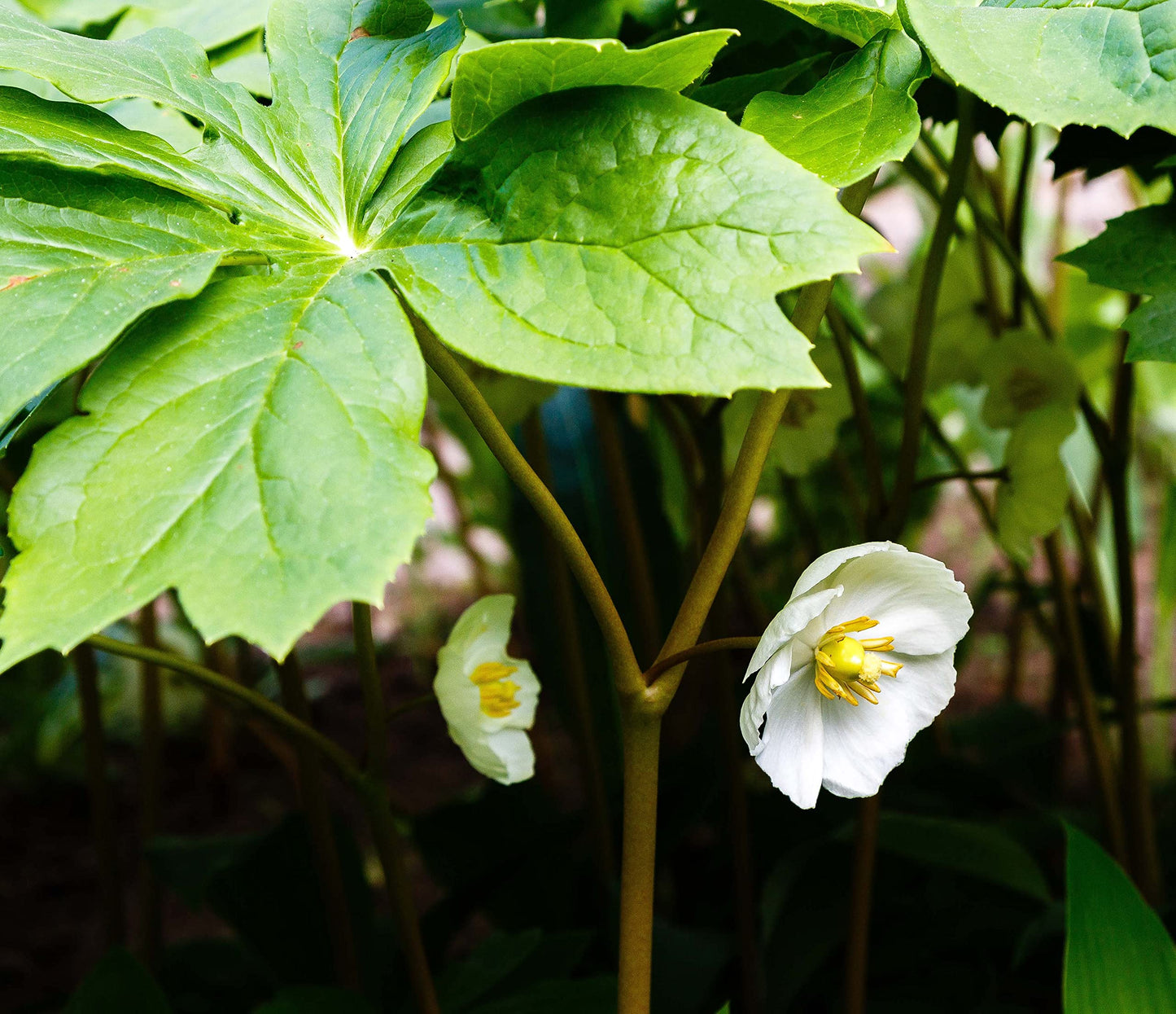 Mayapple Plant (Podophyllum peltatum) 2.5 inch Pot - Organic - American Mandrake, Devil's Apple, Duck's Foot, Hog Apple, Indian Apple, Mandrake, May Apple, May-Apple, Raccoonberry, Umbrella Leaf