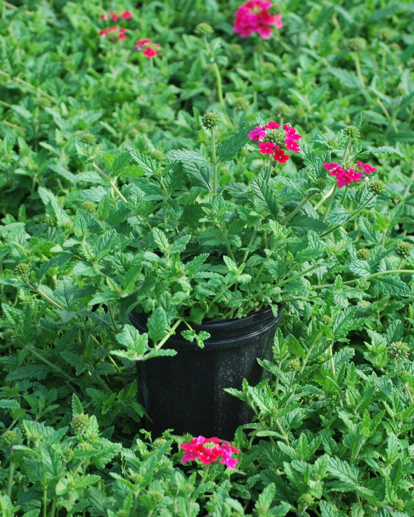 Perennial Farm Marketplace Verbena EnduraScape 'Hot Pink' (Vervain) Perennial, Size-#1 Container, Bright Fushia Flowers