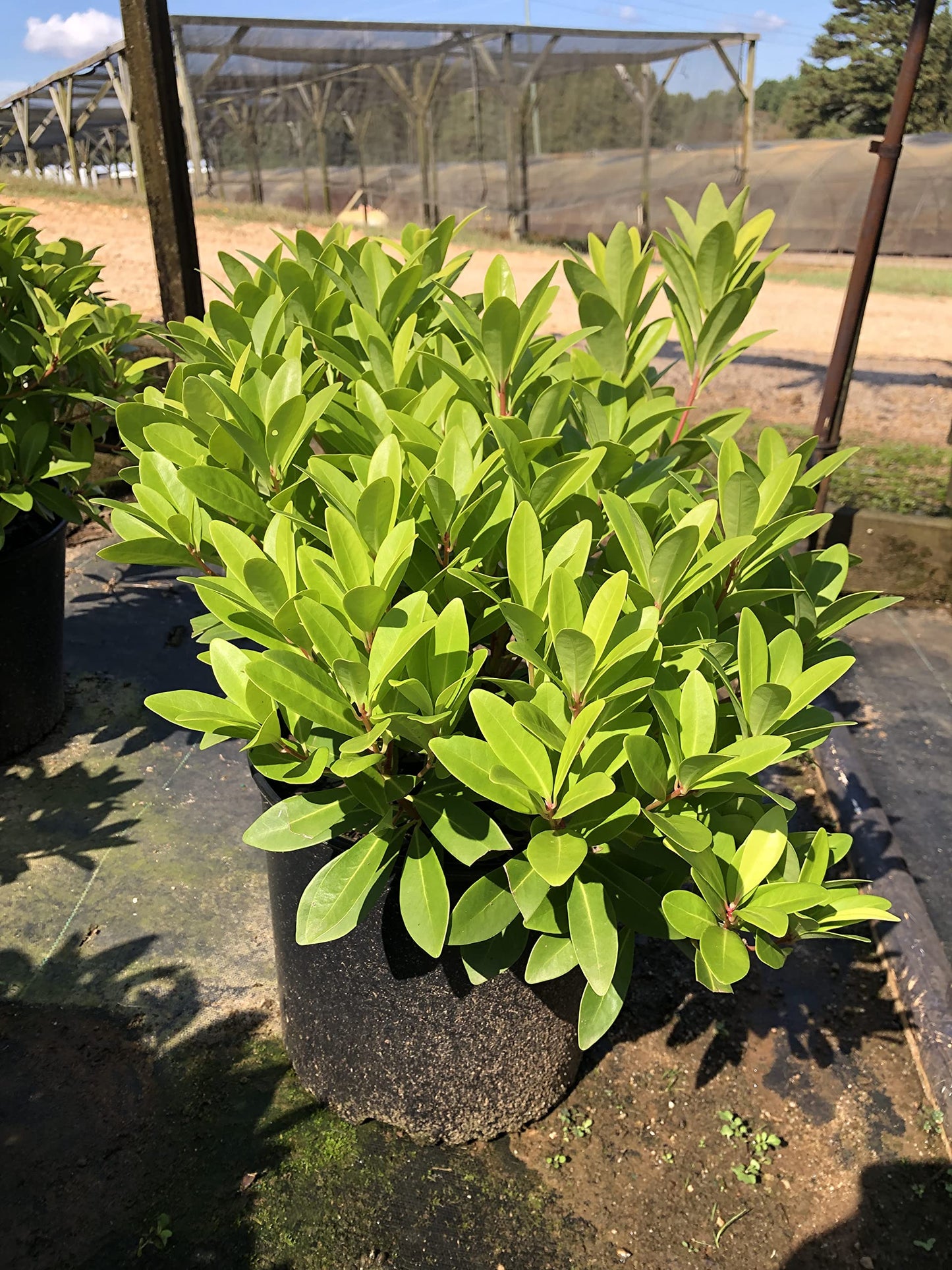 Illicium 'Florida Sunshine' (1 Gallon)