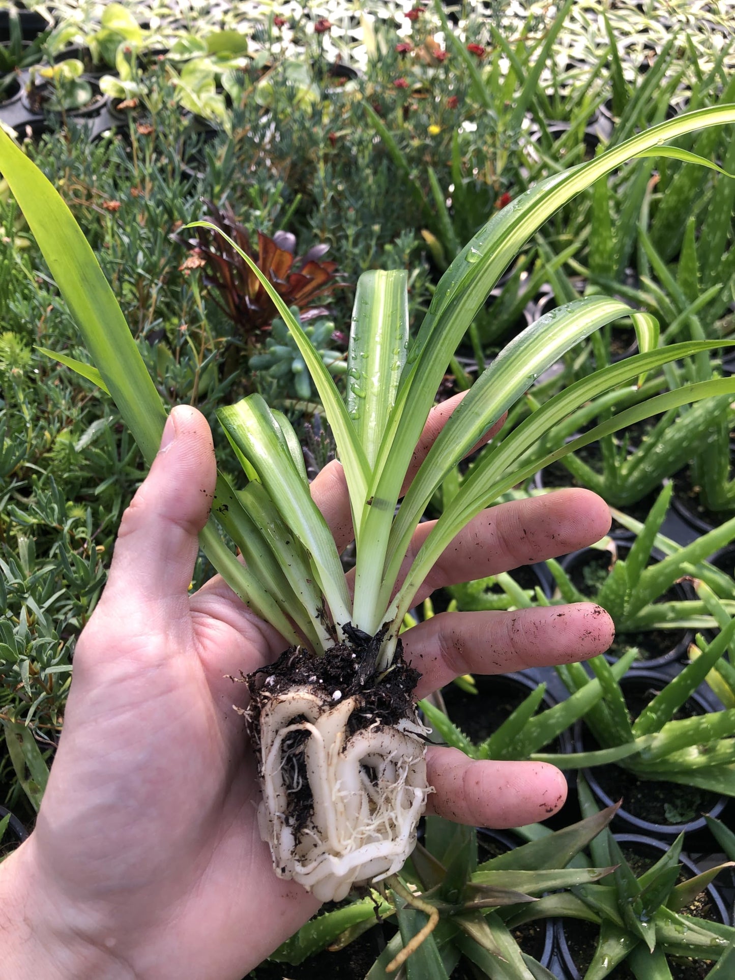 Generic Hawaiian Spider Plant ~ 2 Starter Plants ~ Great for Home and Office