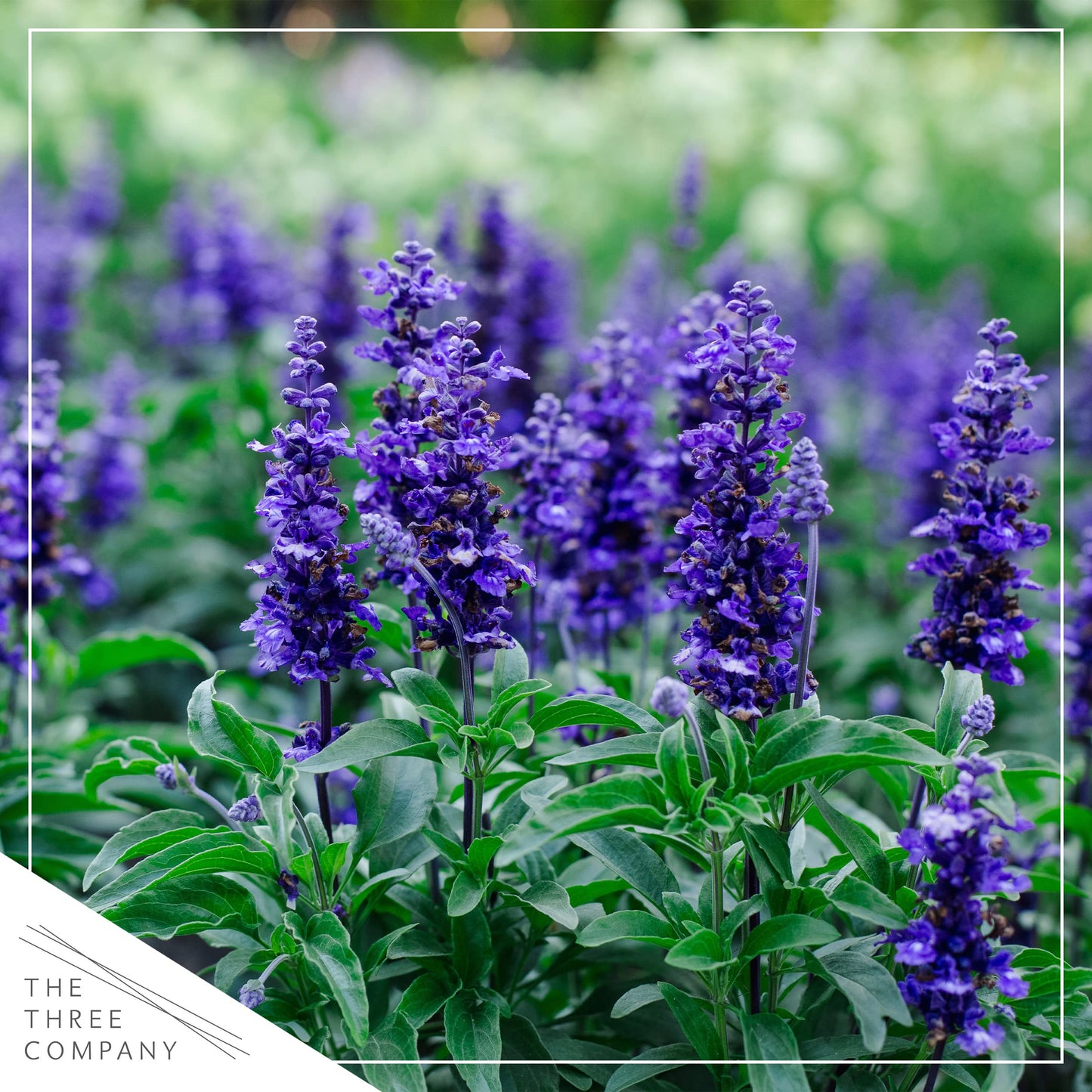 Live Salvia - Blue - Beautiful Upright Perennial - Healthy Spring Plant - 12" Tall by 6" Wide in 2.5 Qt Pot