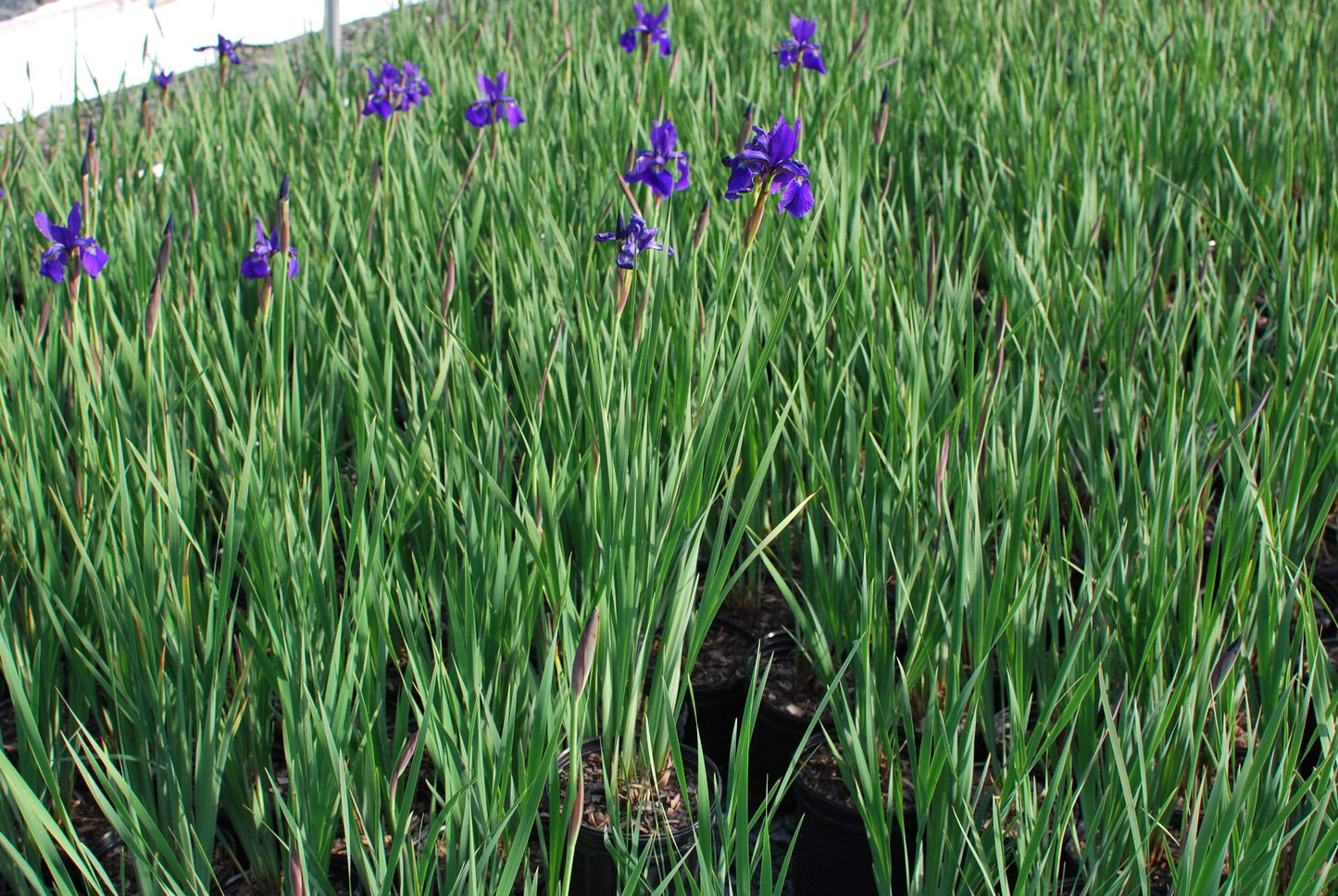 Perennial Farm Marketplace Iris s. 'Caesar's Brother' (Siberian) Perennial, Size-#1 Container, Deep Blue-Violet Flowers