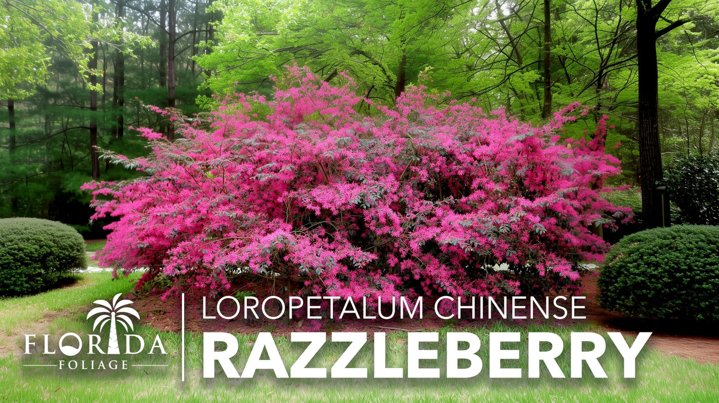 Loropetalum Razzleberry | 1 Live Plant | Loropetalum Chinense | Evergreen Shrub | Vibrant Pink Flowers | Fast Growing | Low Maintenance | Ornamental Bush | Outdoor Landscaping