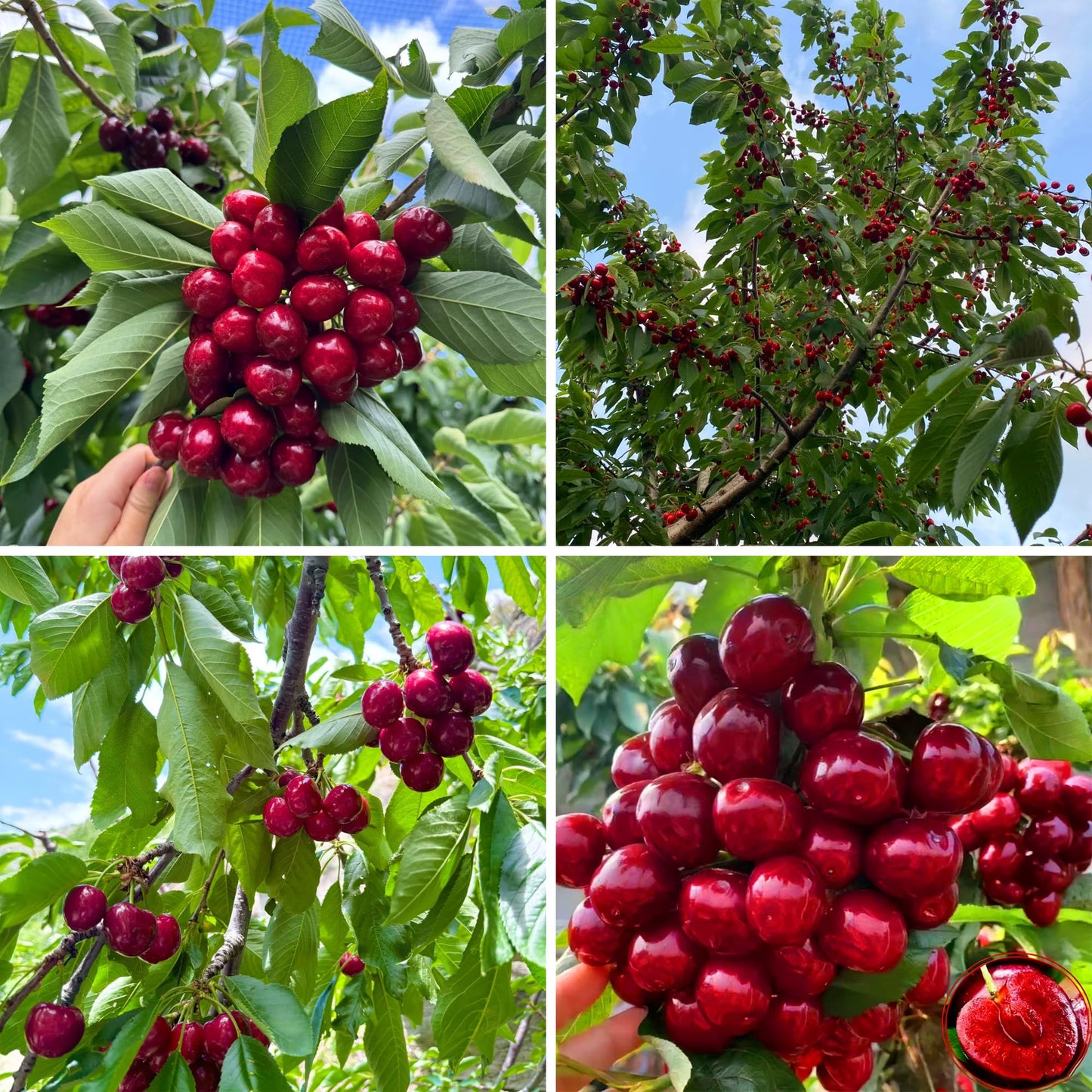 Mixrug Cherry Seeds for Planting Outdoor, 20pcs Cherry Tree Seed Non-GMO Heirloom Sweet Edible Fruit, Sweet Juicy Fruits Plant in Your Home Garden