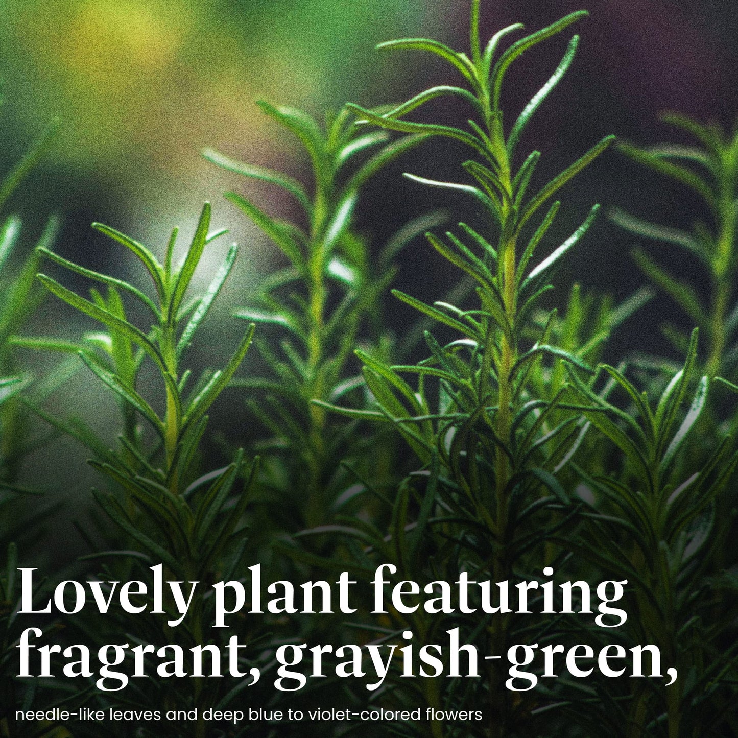 American Plant Exchange Tuscan Blue Rosemary – 6-Inch Pot – Live Edible Herb Plant with Fragrant Blue-Violet Flowers, Easy Care Aromatic Greenery for Home, Garden, or Patio Decor